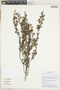 Ribes cuneifolium image