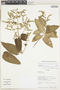 Lepechinia paniculata image