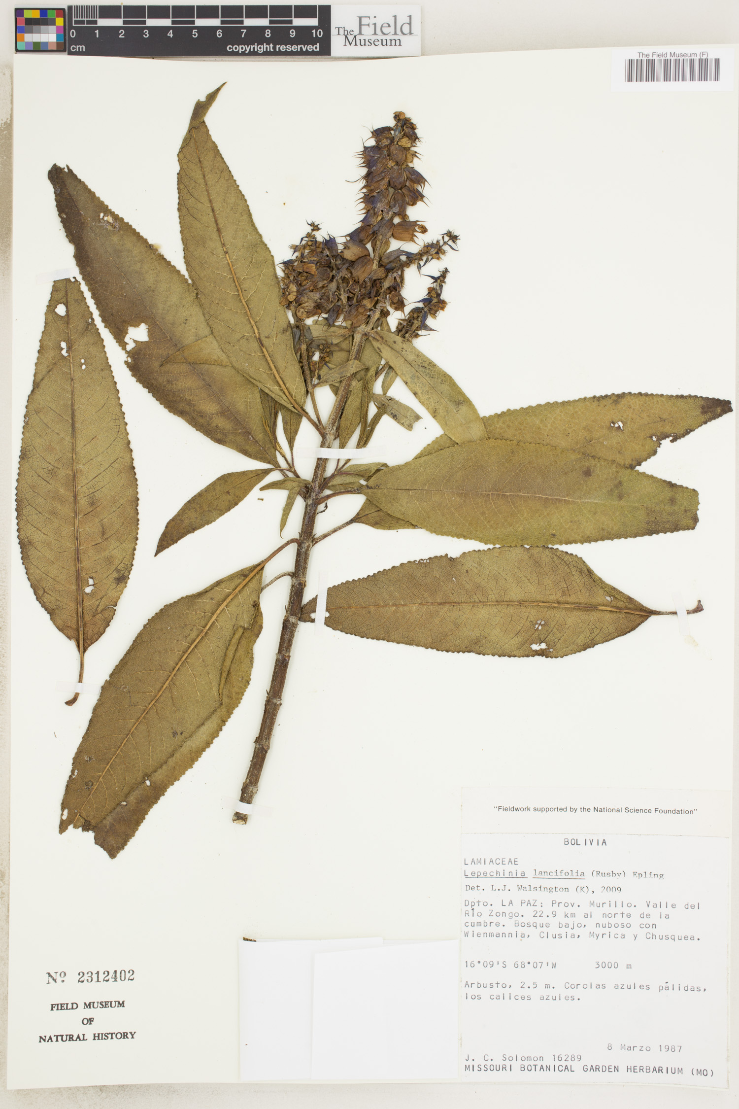 Lepechinia lancifolia image