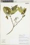 Psychotria tristis image
