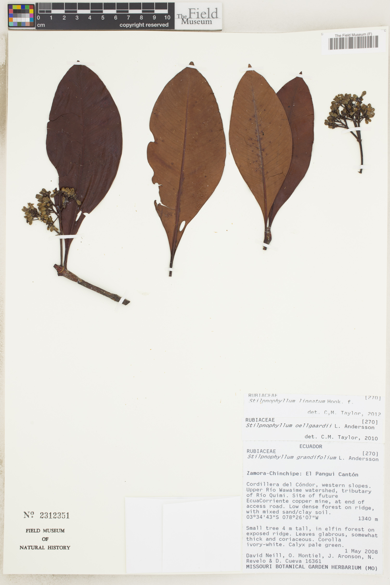 Stilpnophyllum lineatum image