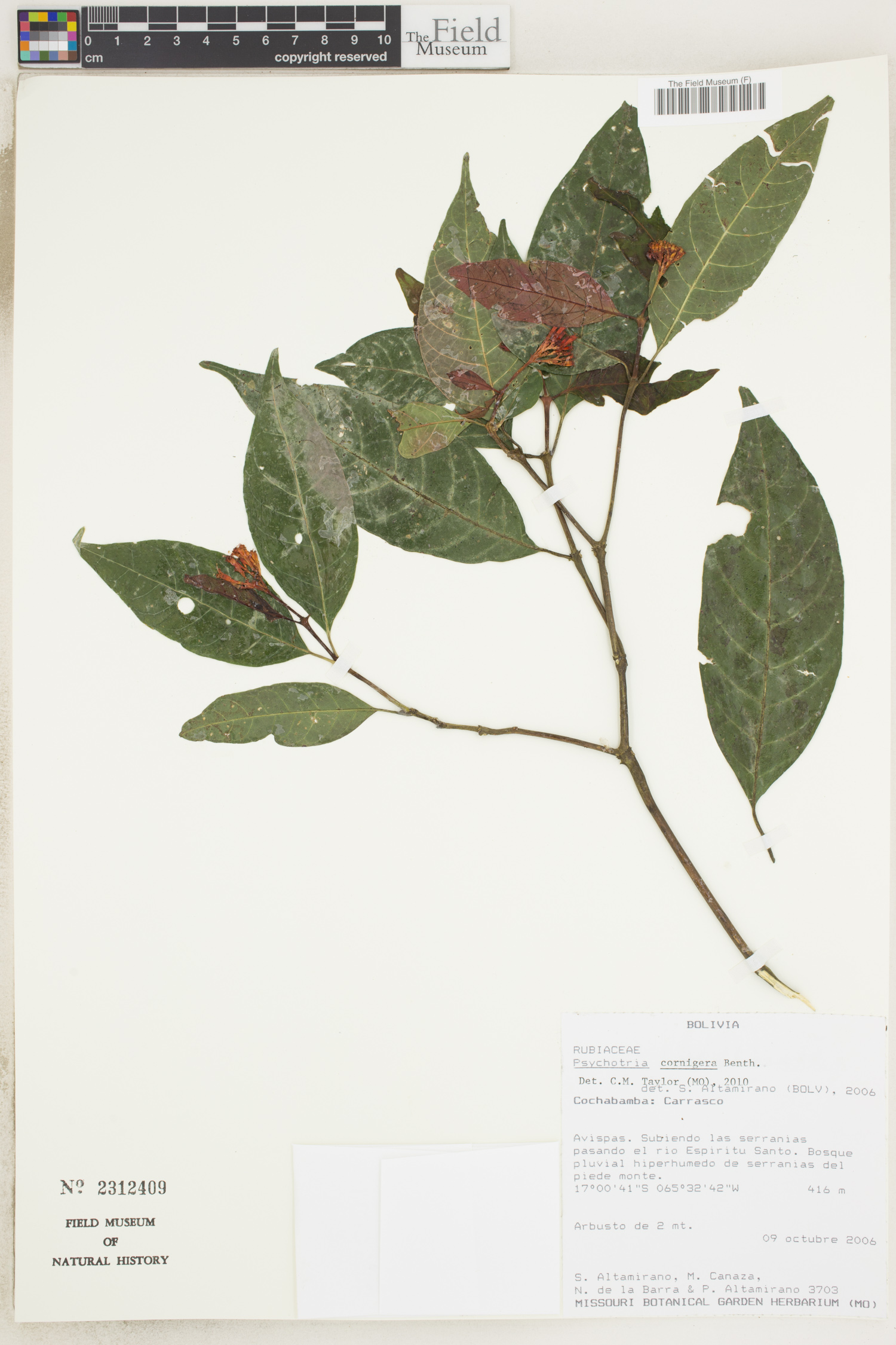 Psychotria cornigera image