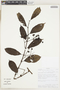 Cissus ulmifolia image