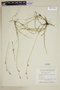 Carex vaginata image