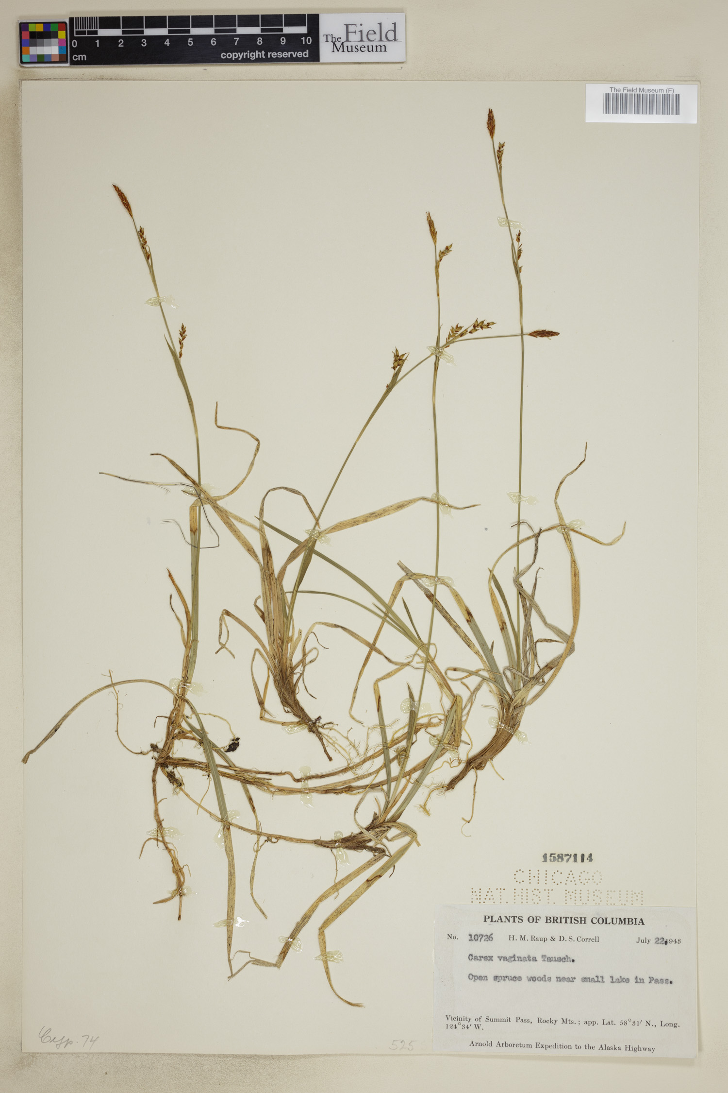 Carex vaginata image