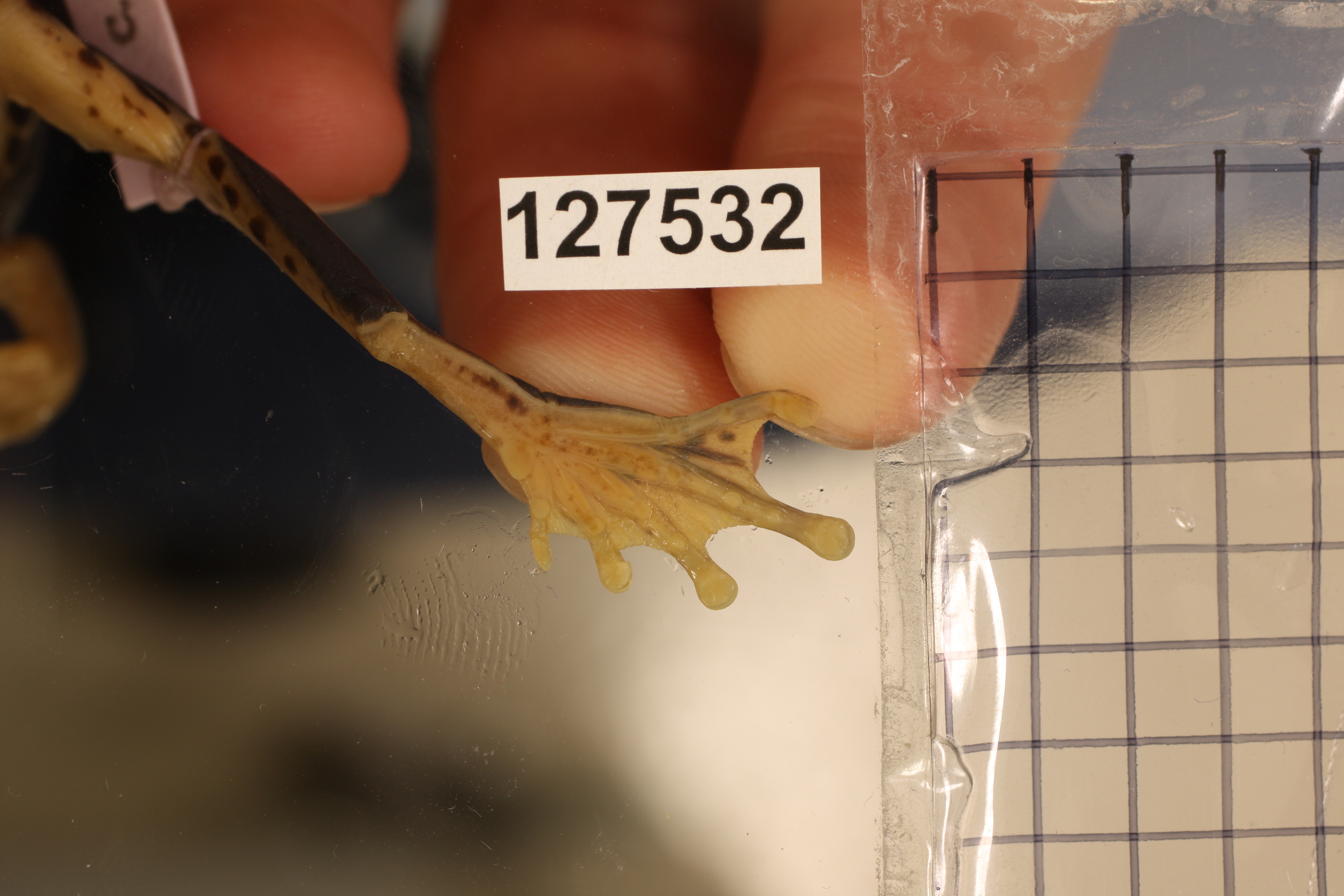 Rhacophorus moltrechti thumbnail