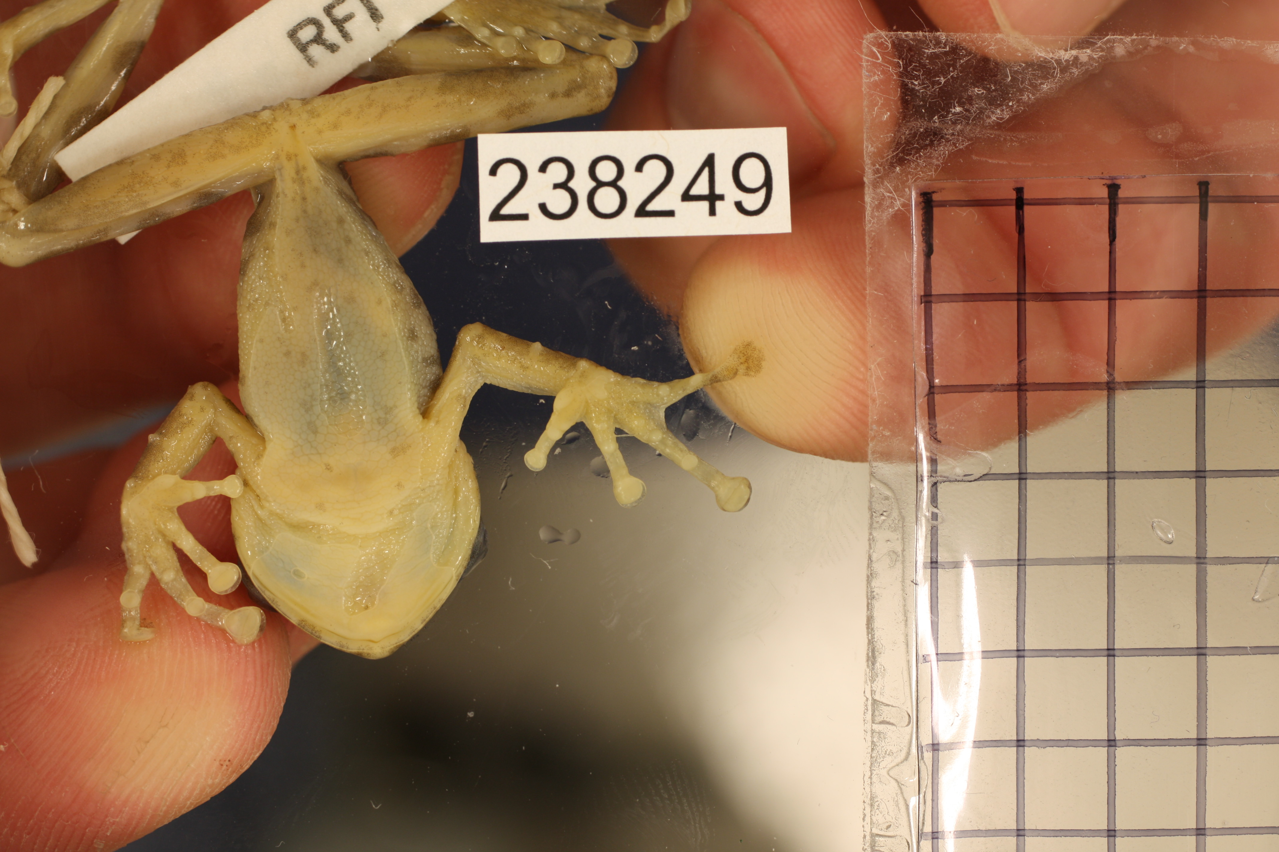 Whitehead's Borneo Frog photo 2