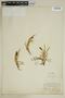 Carex podocarpa image