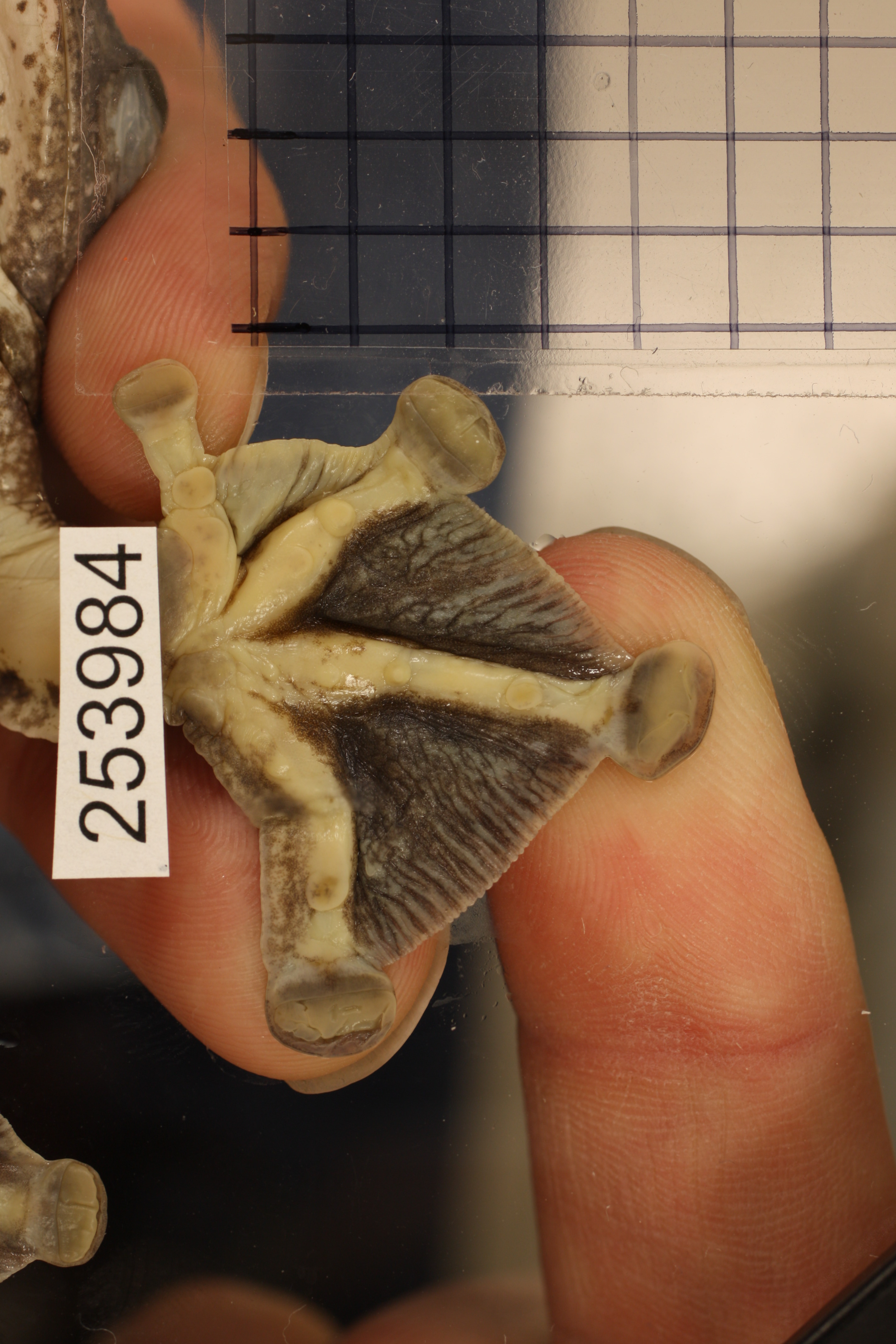 Rhacophorus annamensis thumbnail