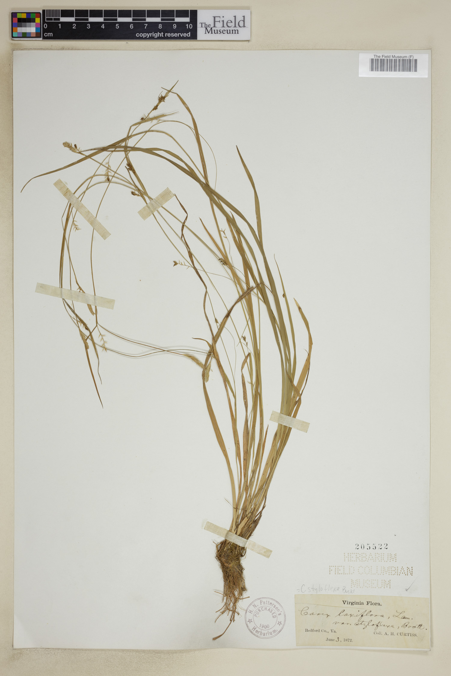 Carex styloflexa image
