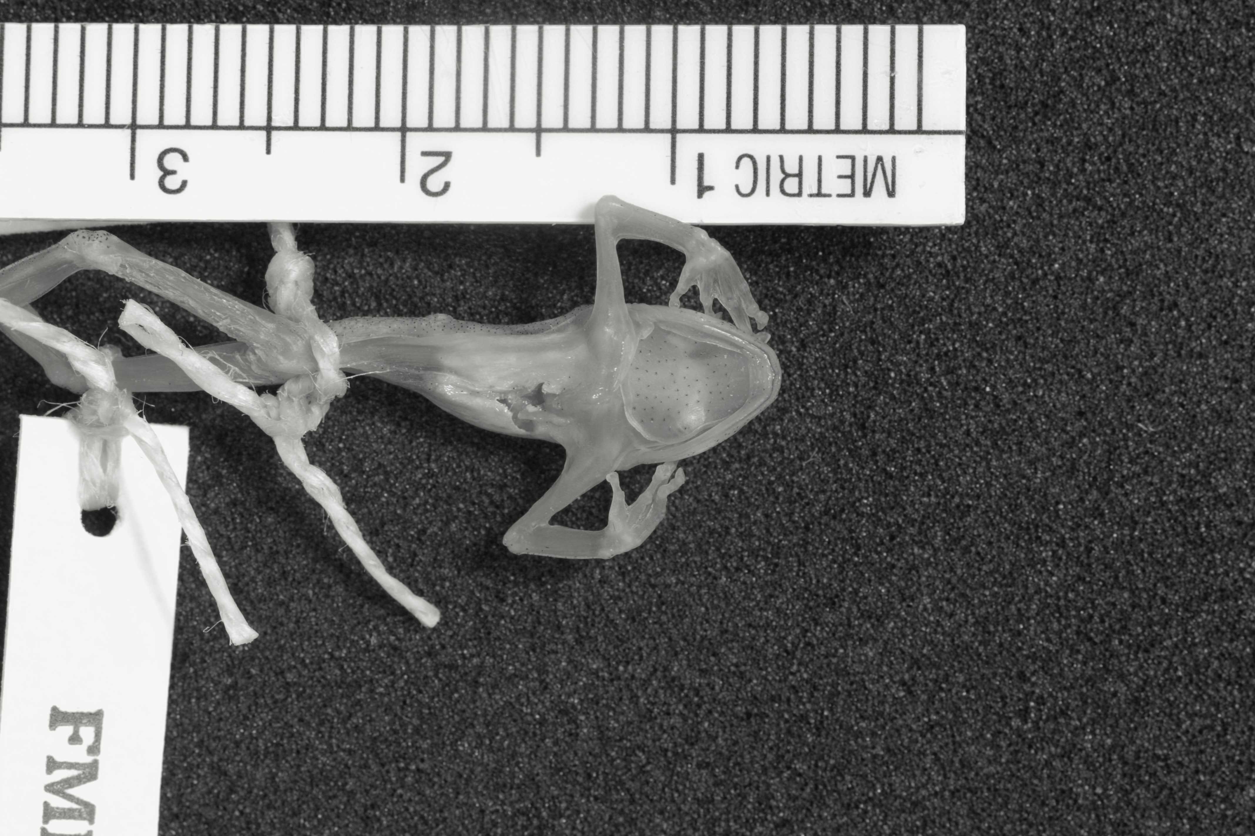 Hyperolius burgessi