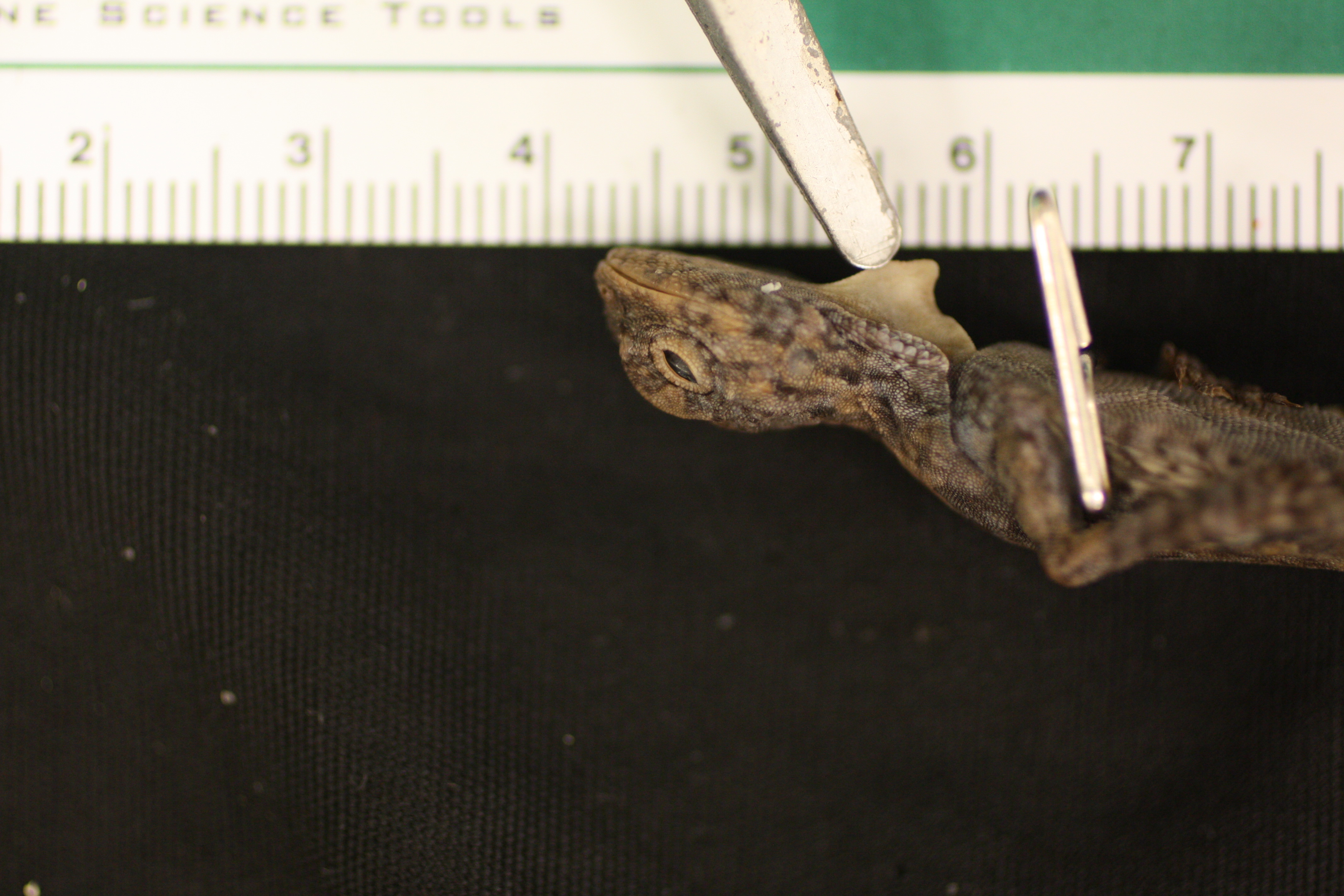 Draco cristatellus