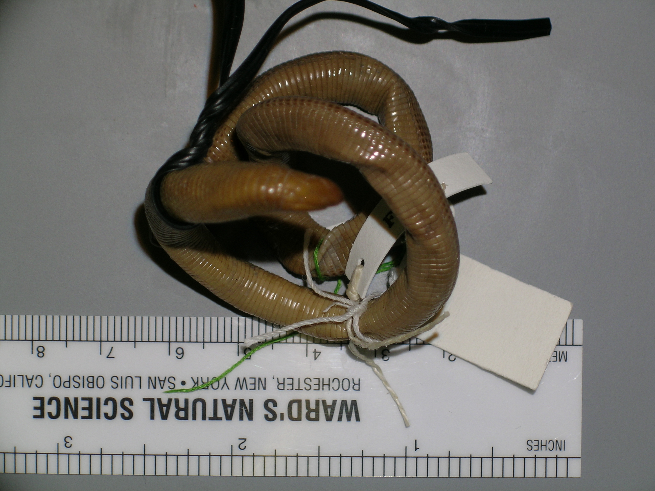 Mesobaena huebneri thumbnail