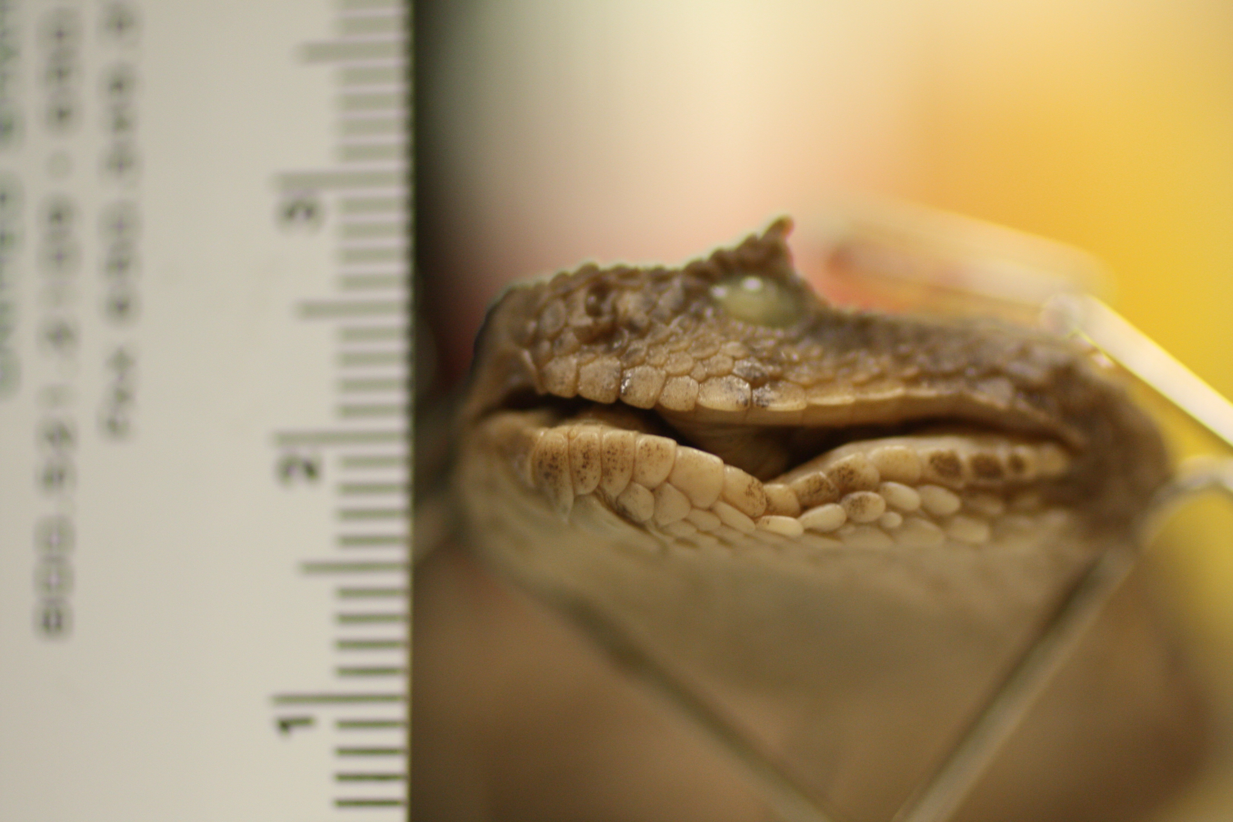 Pseudocerastes persicus (Duméril, Bibron & Duméril, 1854)