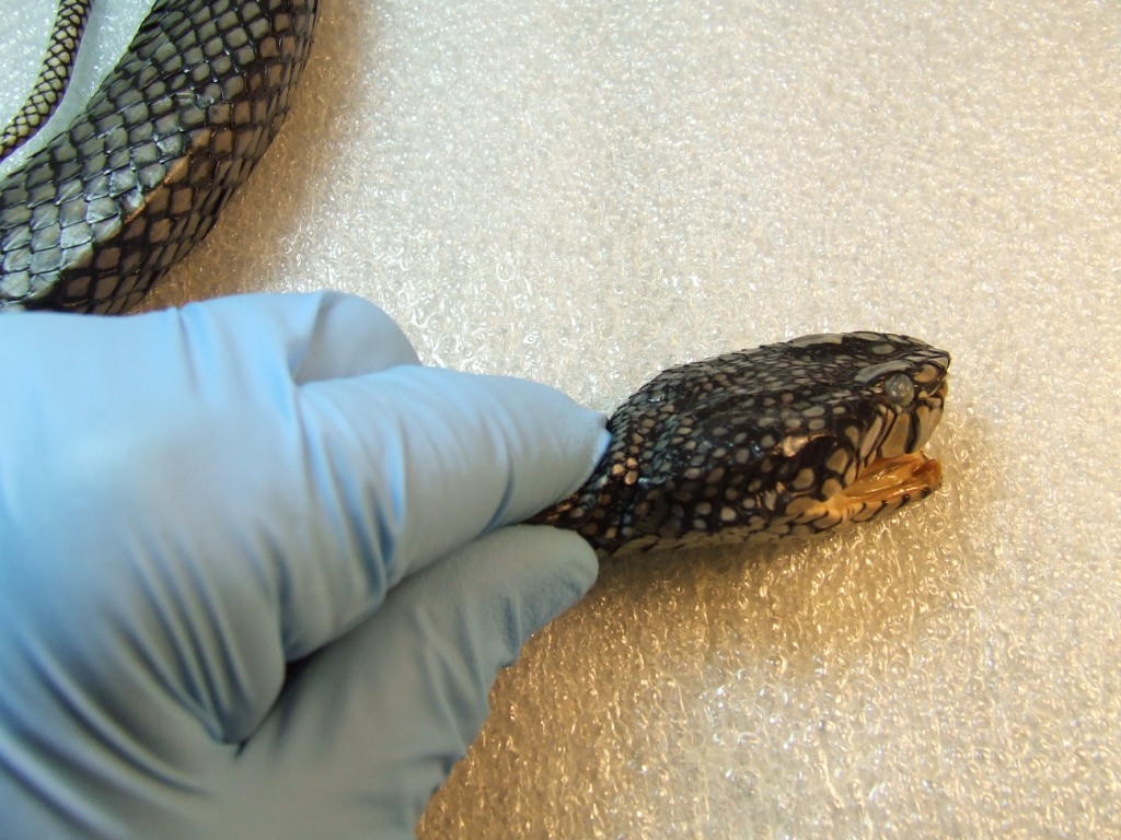 Trimeresurus sumatranus