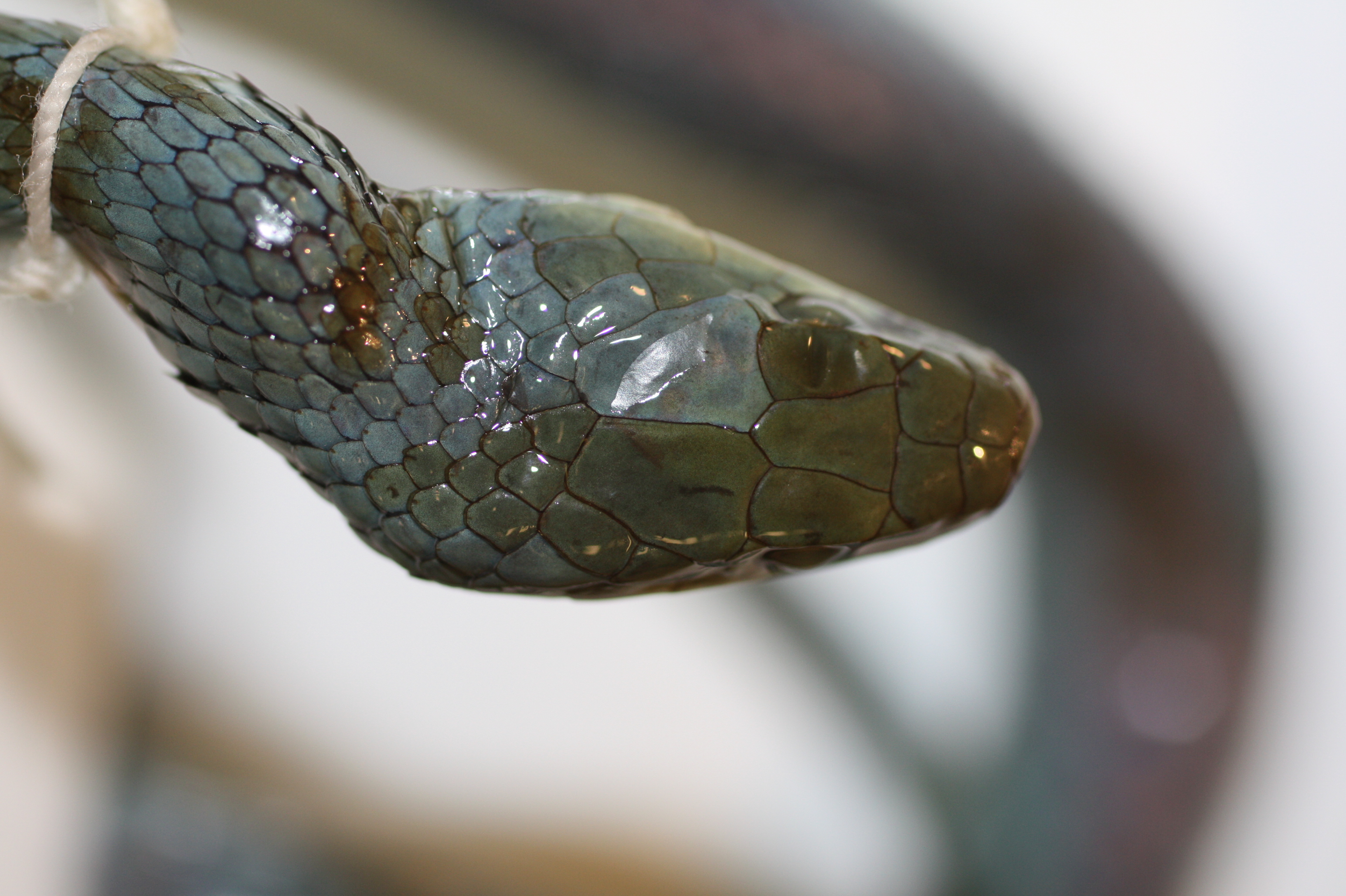 Philothamnus hoplogaster