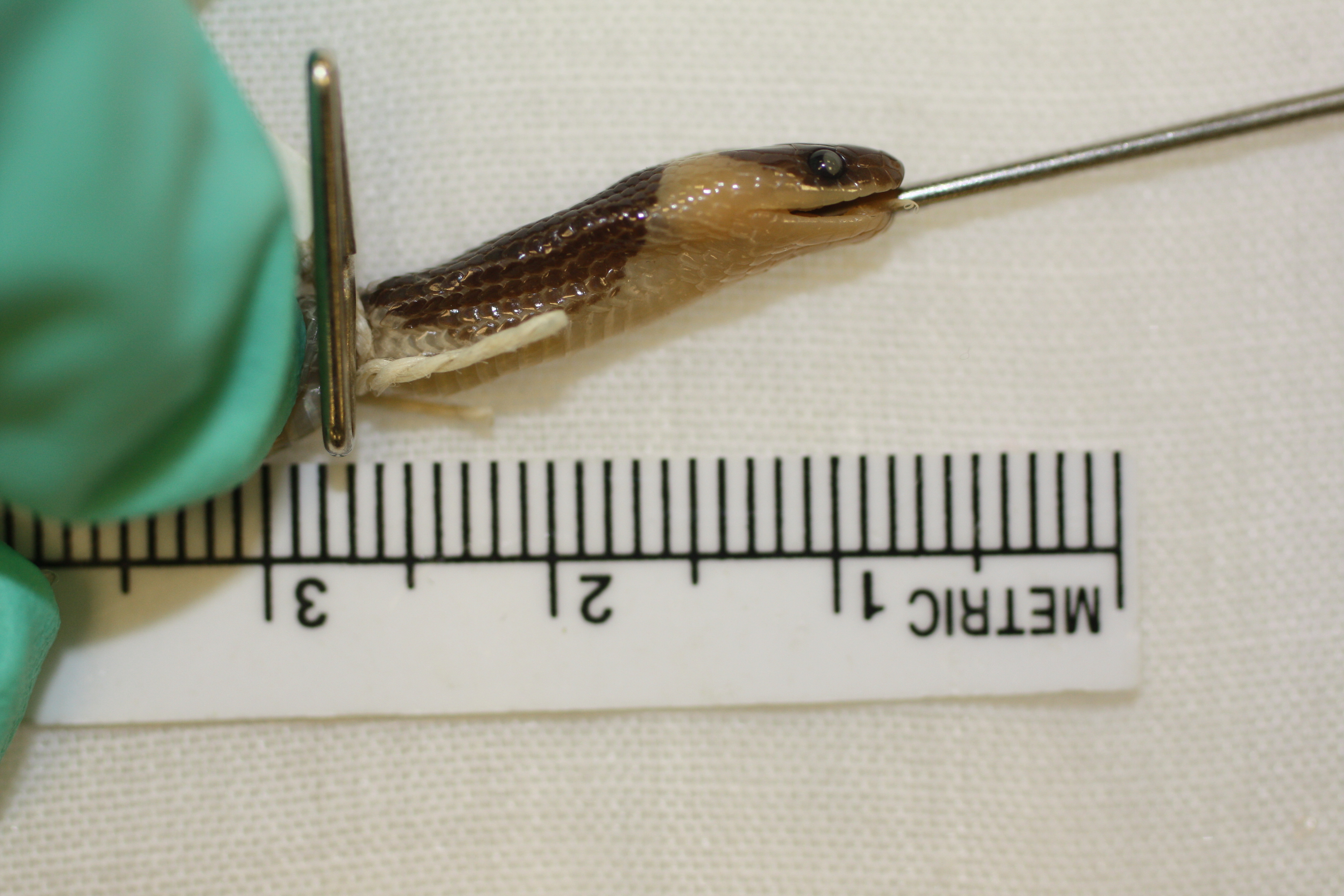Lycodon laoensis