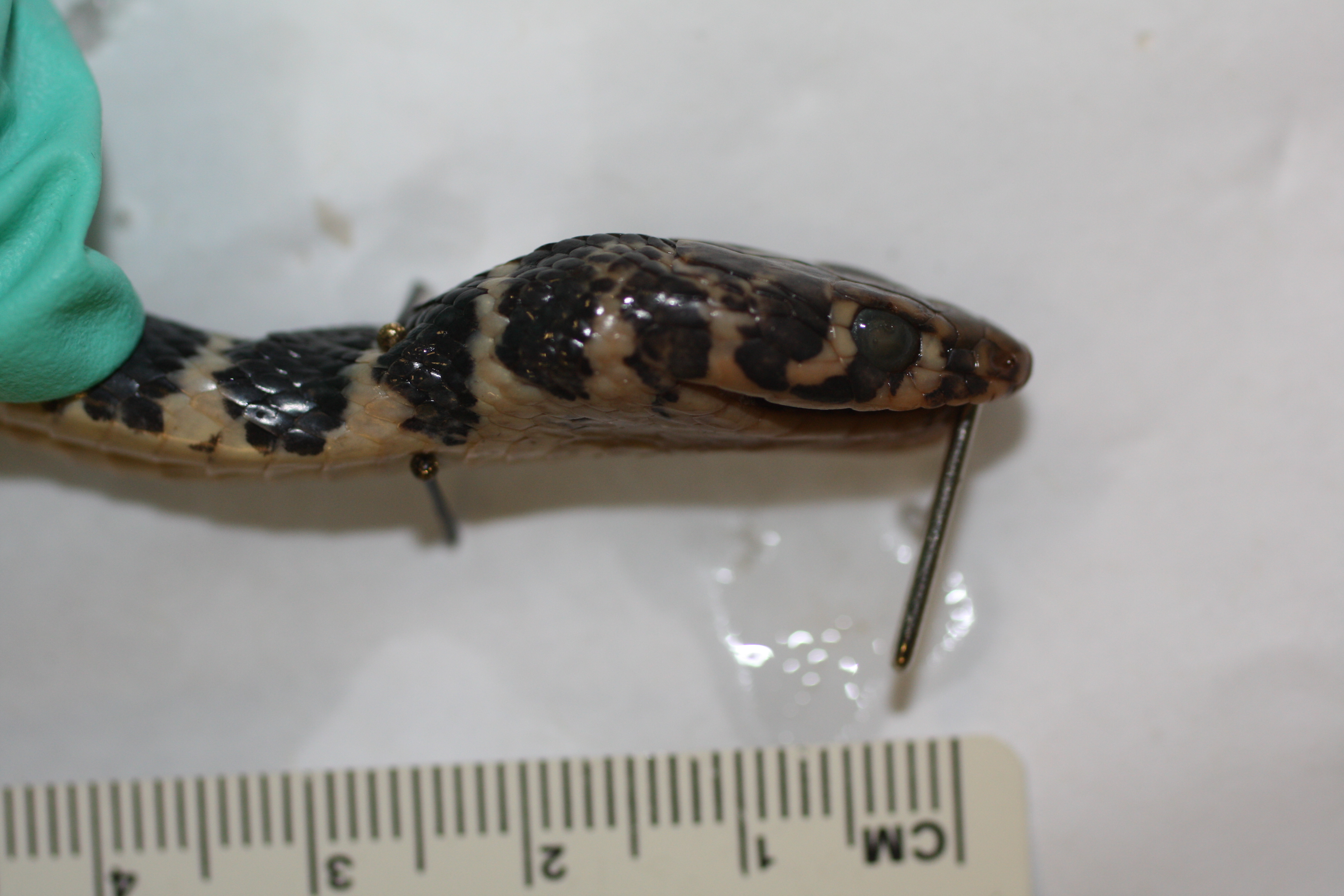 Platyceps rogersi thumbnail