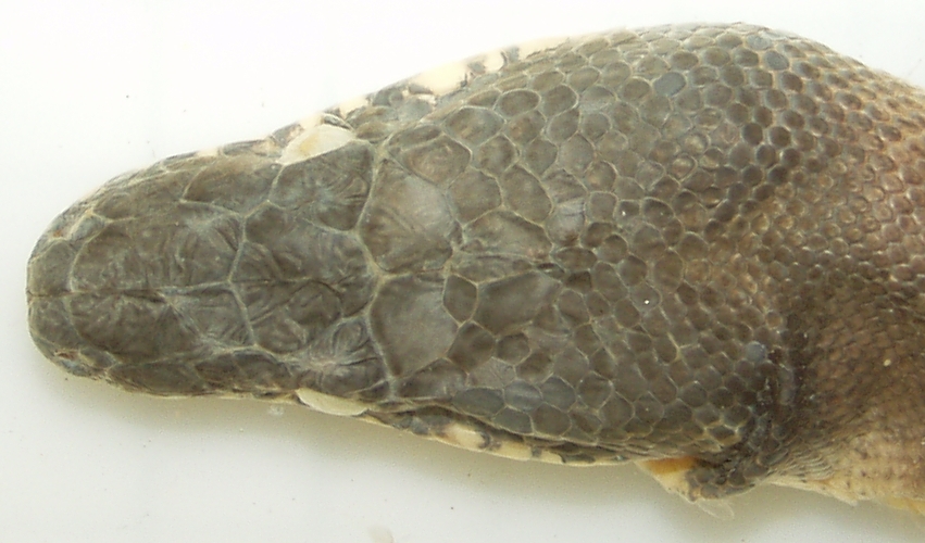 Leiopython albertisii
