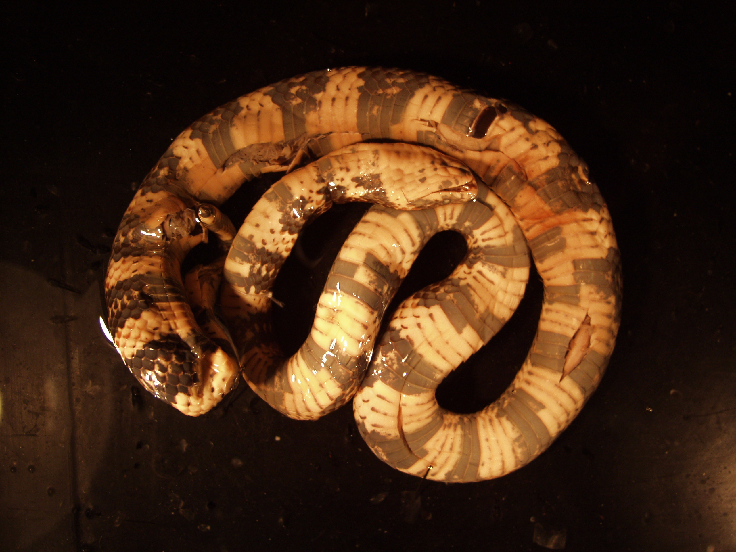 Atractus obesus