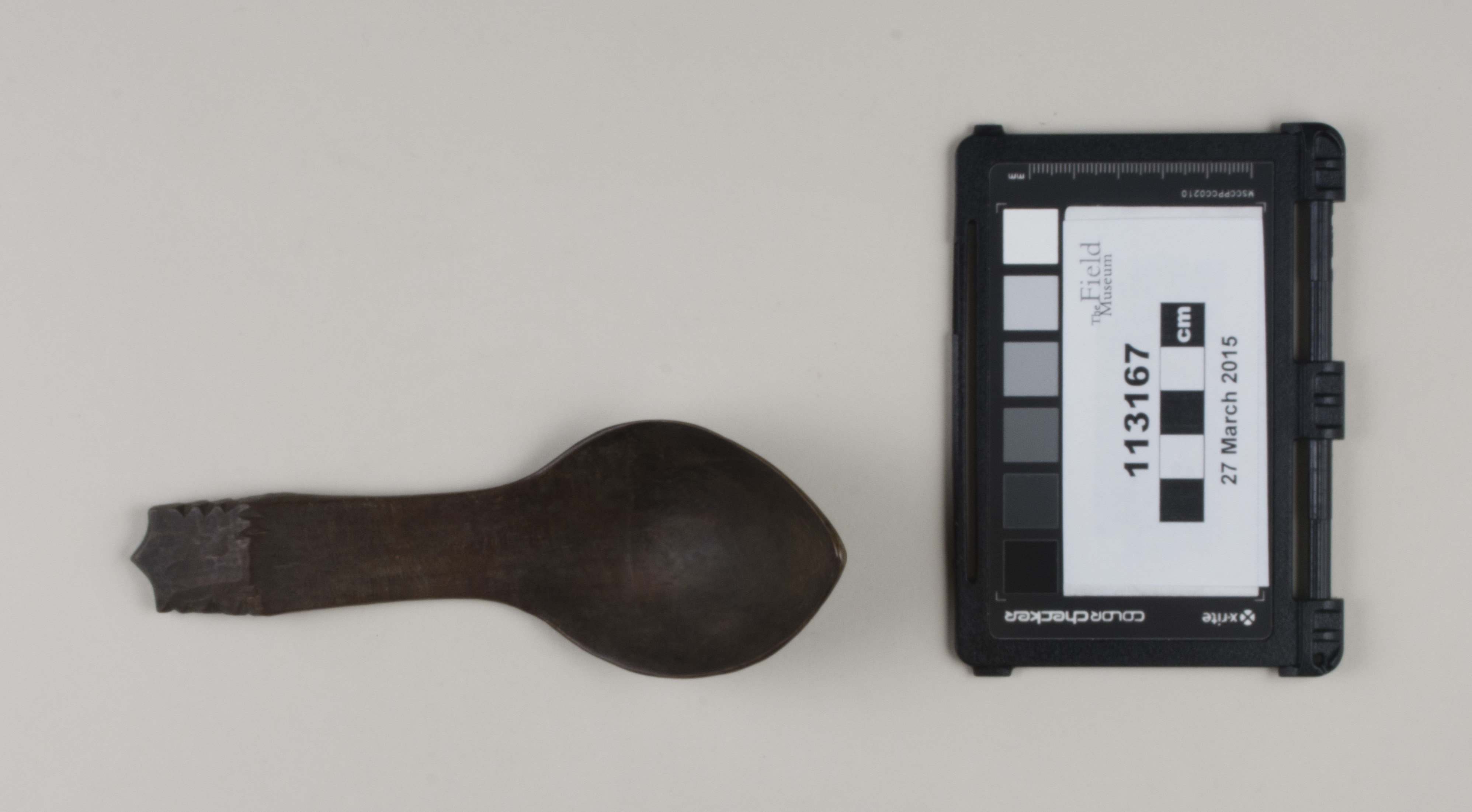 Top view (c) Field Museum of Natural History - CC BY-NC 4.0