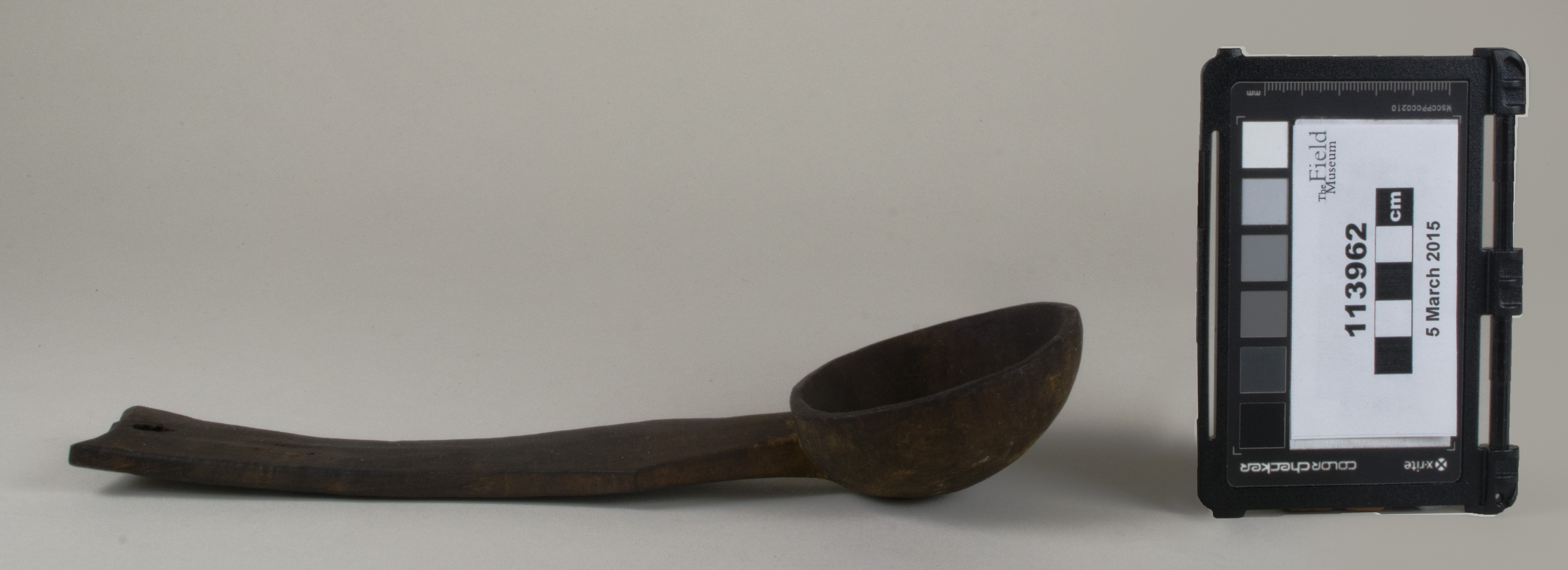 Side view (c) Field Museum of Natural History - CC BY-NC 4.0