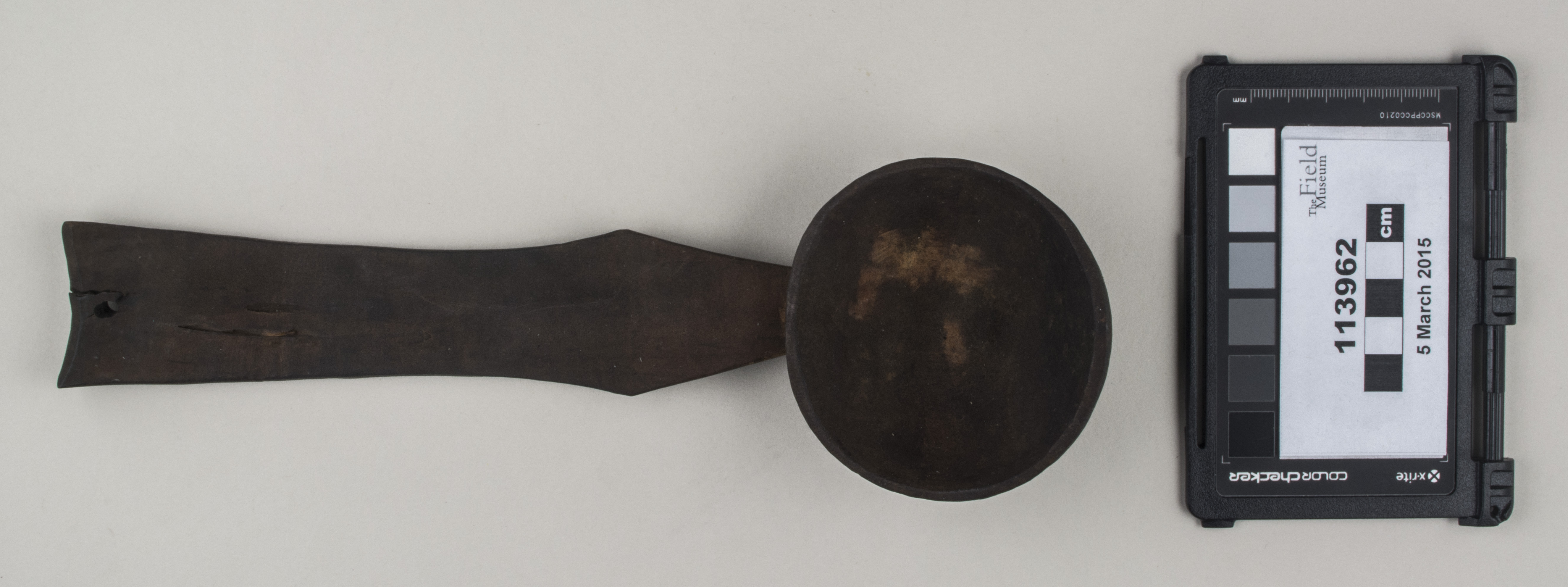 Top view (c) Field Museum of Natural History - CC BY-NC 4.0