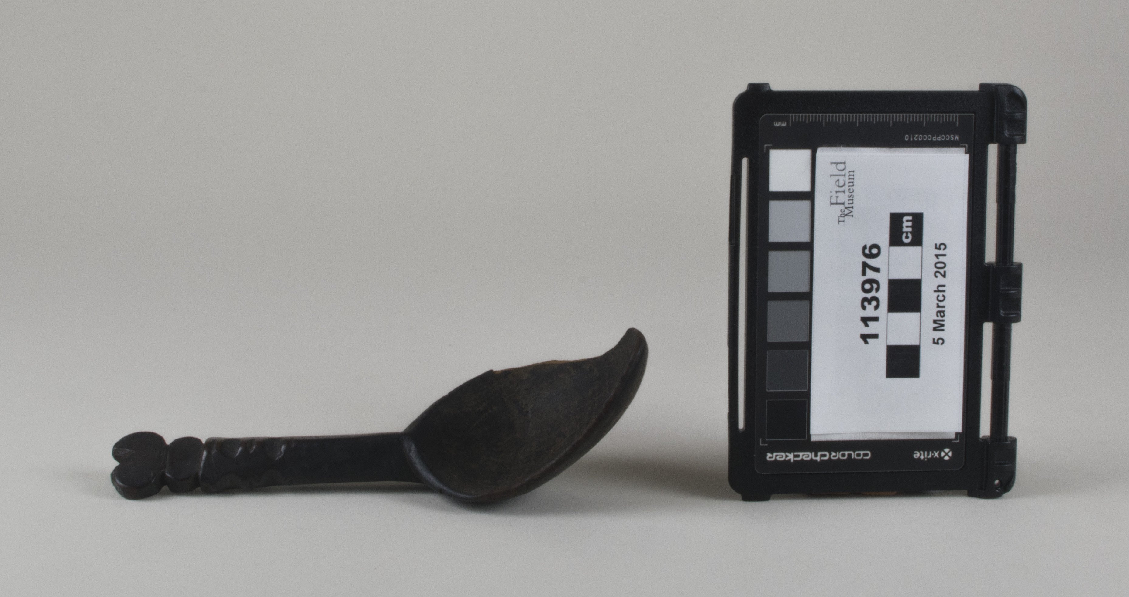 Side view (c) Field Museum of Natural History - CC BY-NC 4.0