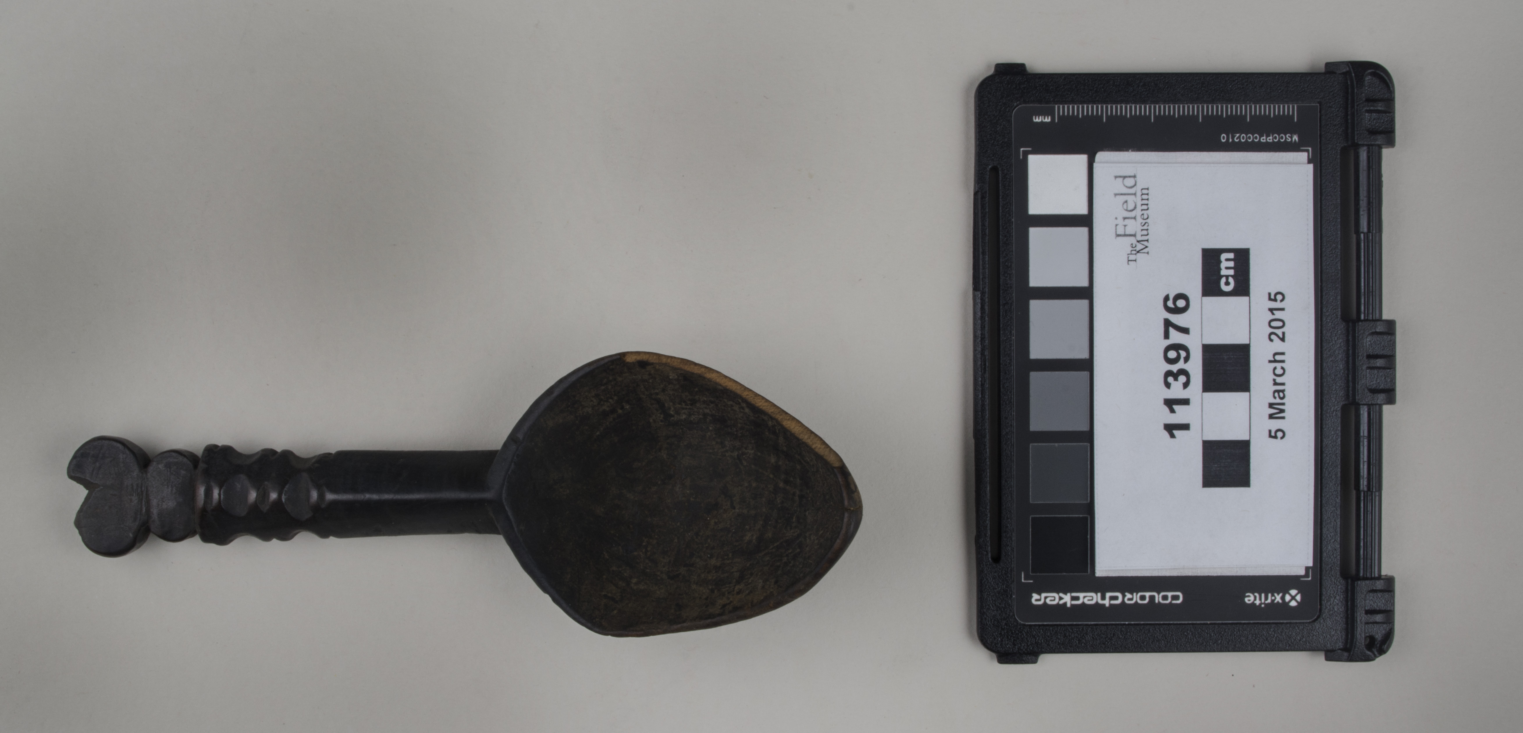 Top view (c) Field Museum of Natural History - CC BY-NC 4.0