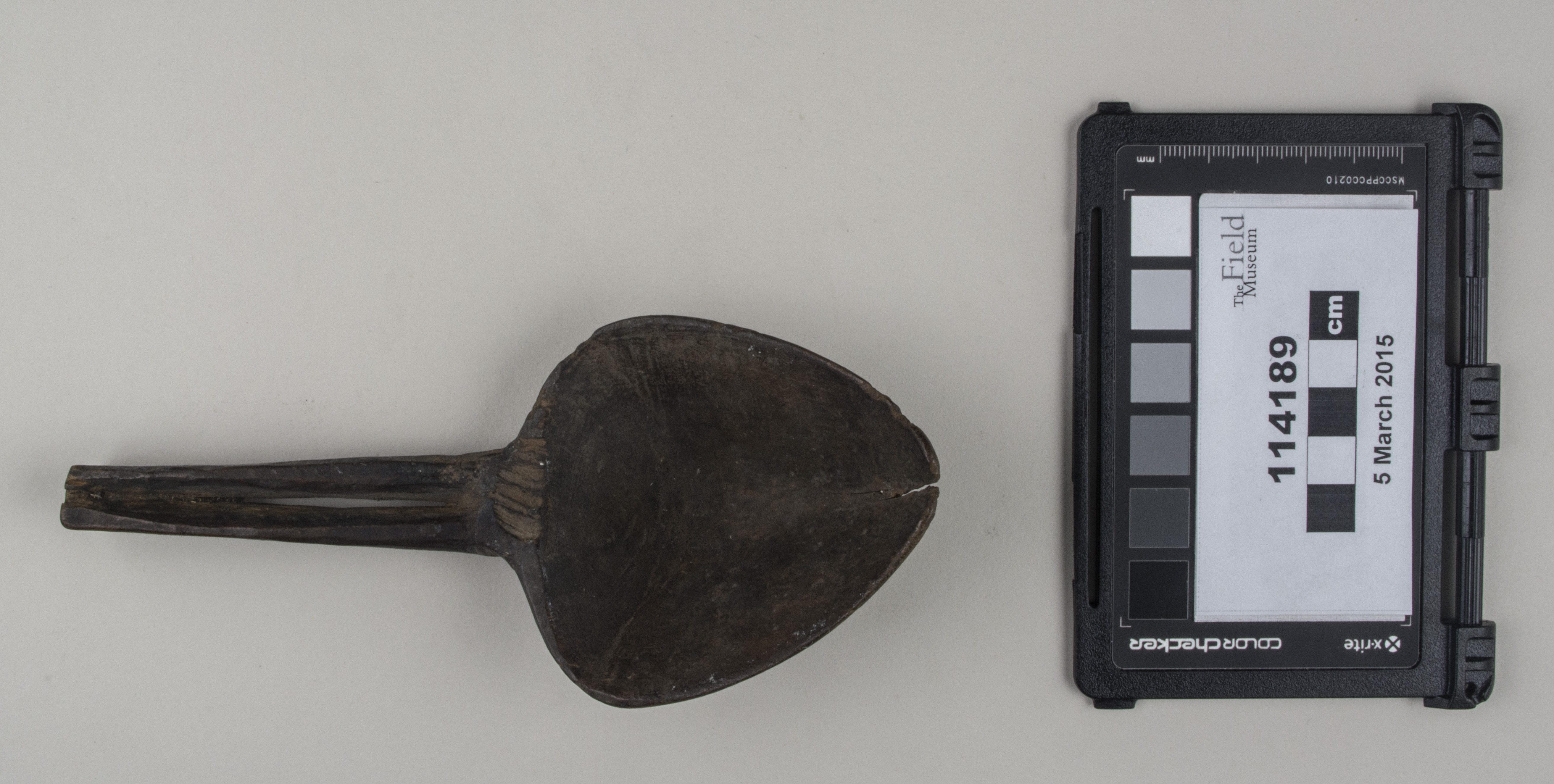 Front view (c) Field Museum of Natural History - CC BY-NC 4.0