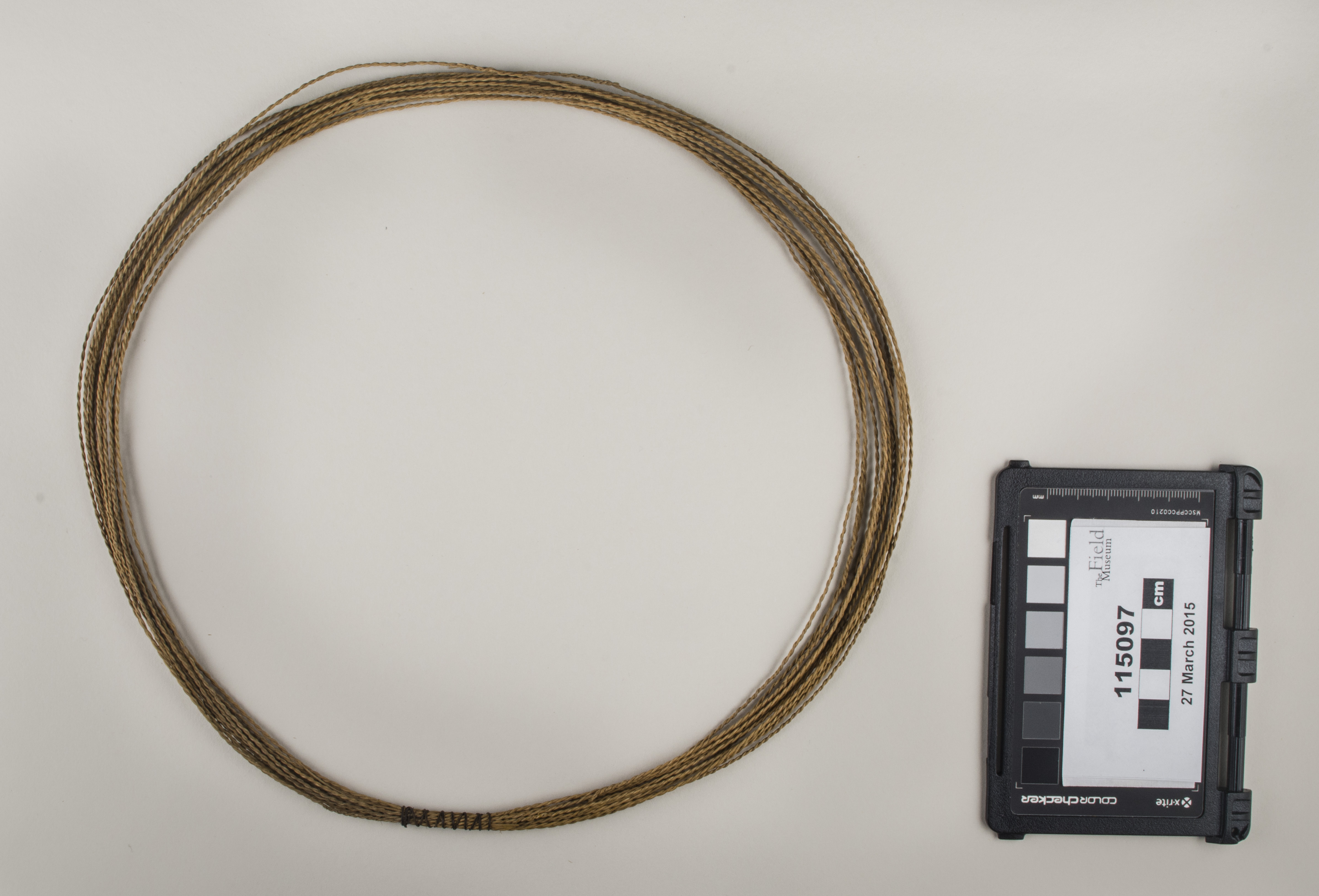 Top view (c) Field Museum of Natural History - CC BY-NC 4.0