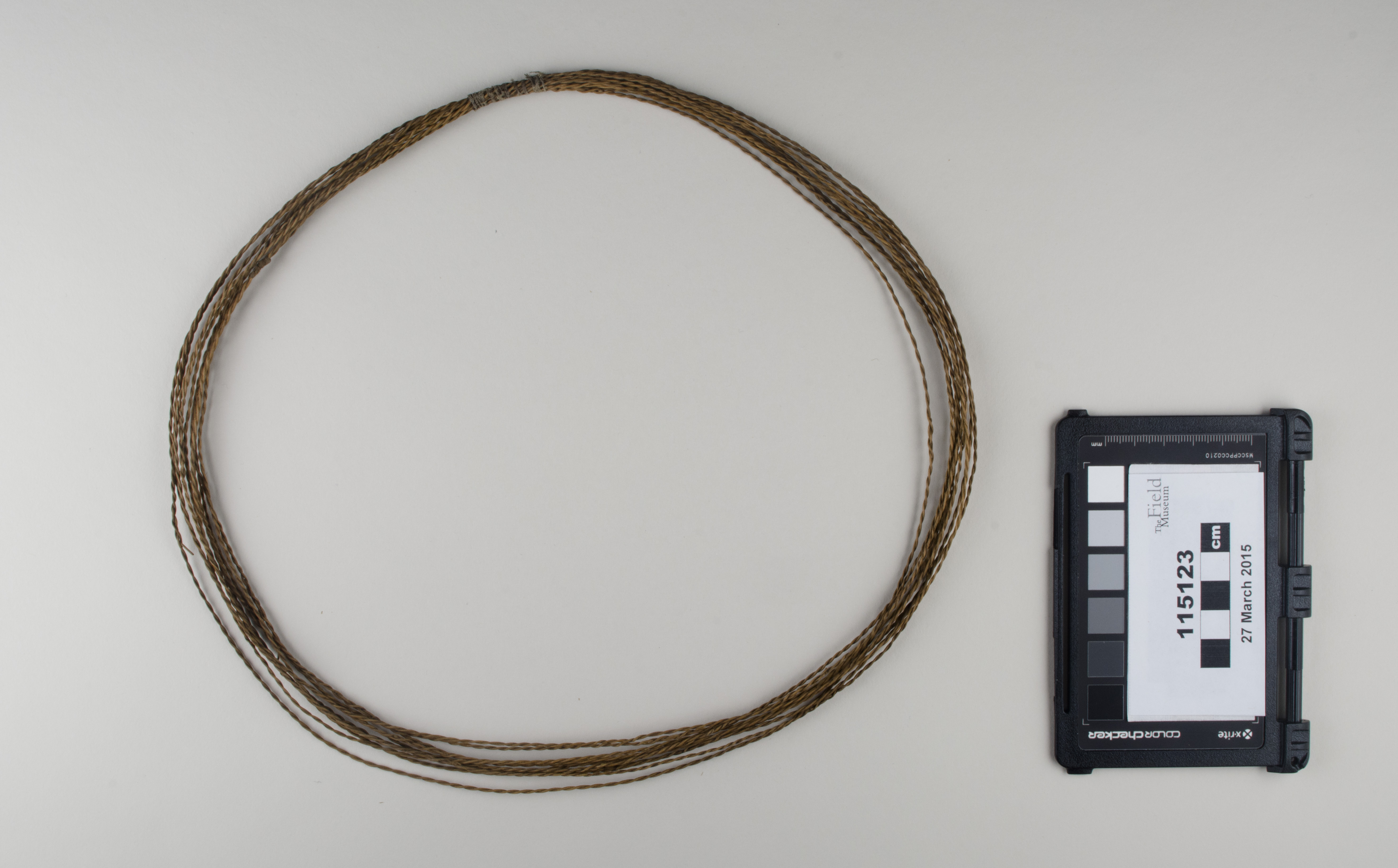 Top view (c) Field Museum of Natural History - CC BY-NC 4.0