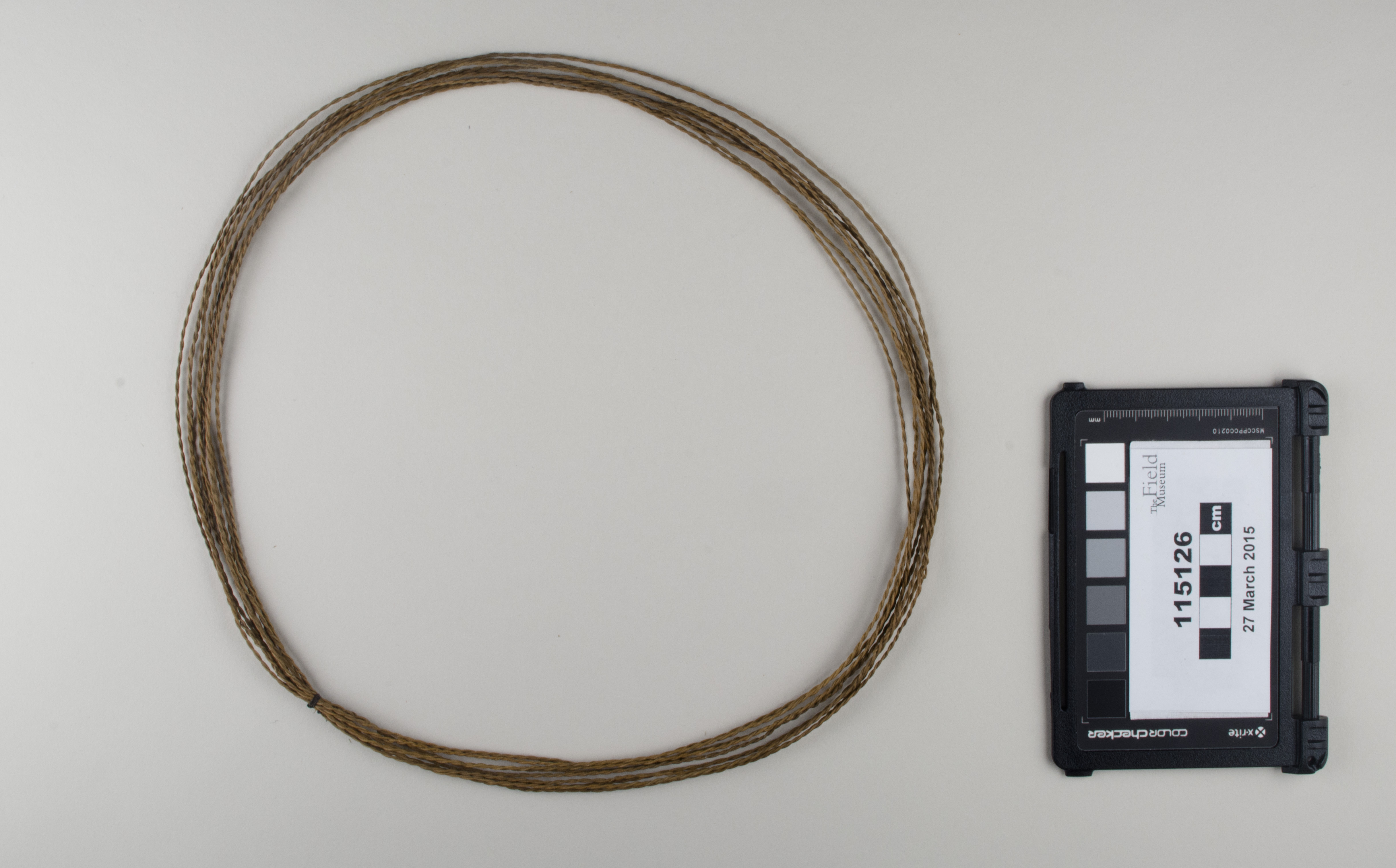 Top view (c) Field Museum of Natural History - CC BY-NC 4.0