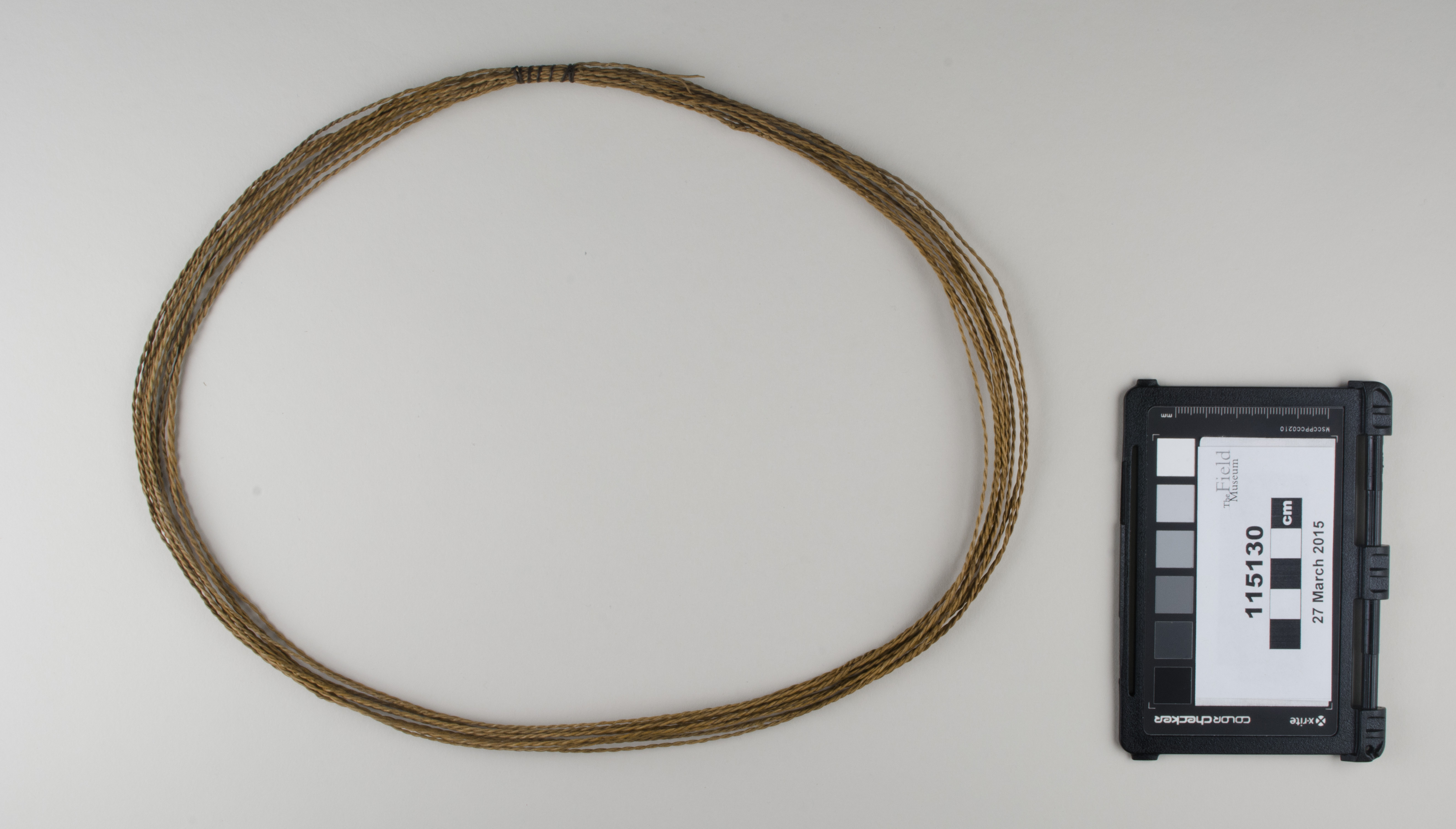 Top view (c) Field Museum of Natural History - CC BY-NC 4.0