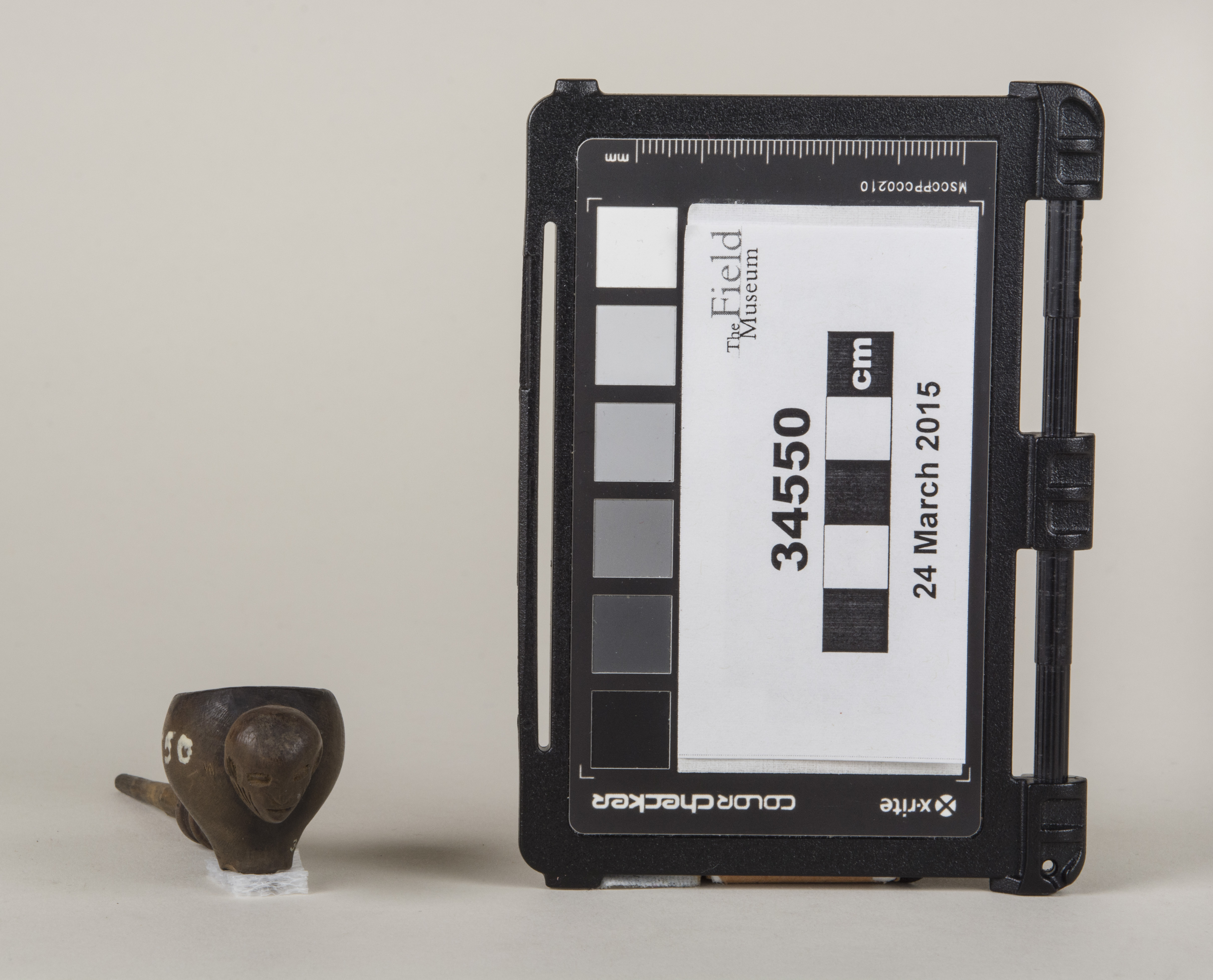 Front view (c) Field Museum of Natural History - CC BY-NC 4.0