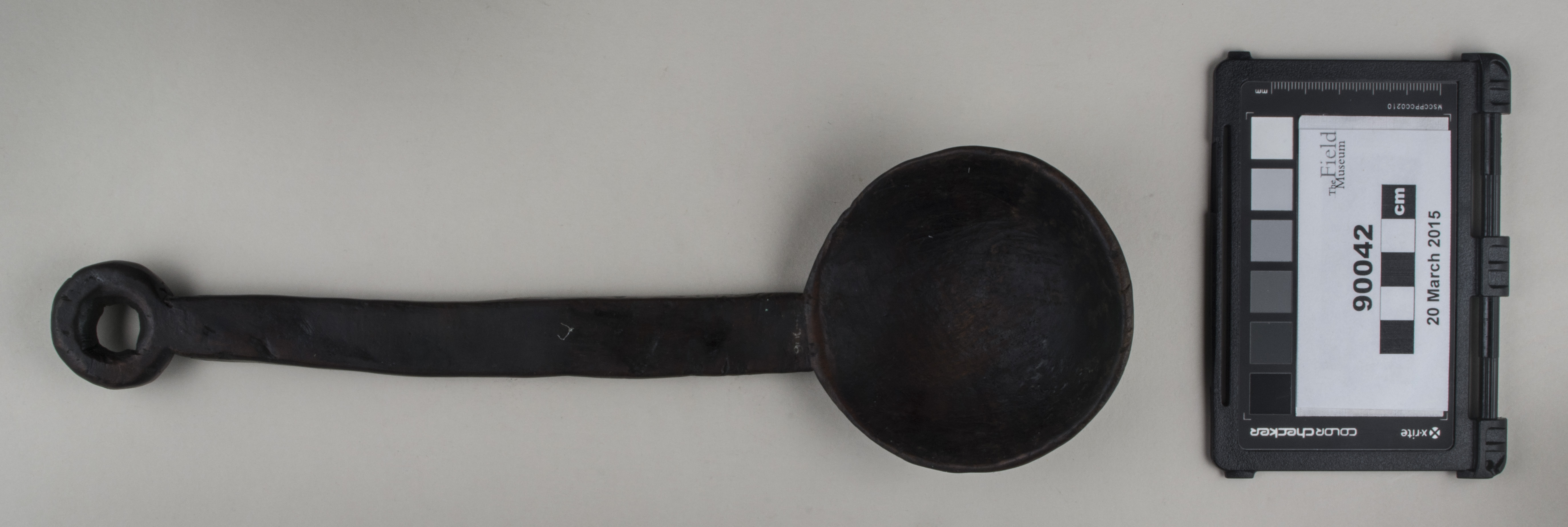 Top view (c) Field Museum of Natural History - CC BY-NC 4.0