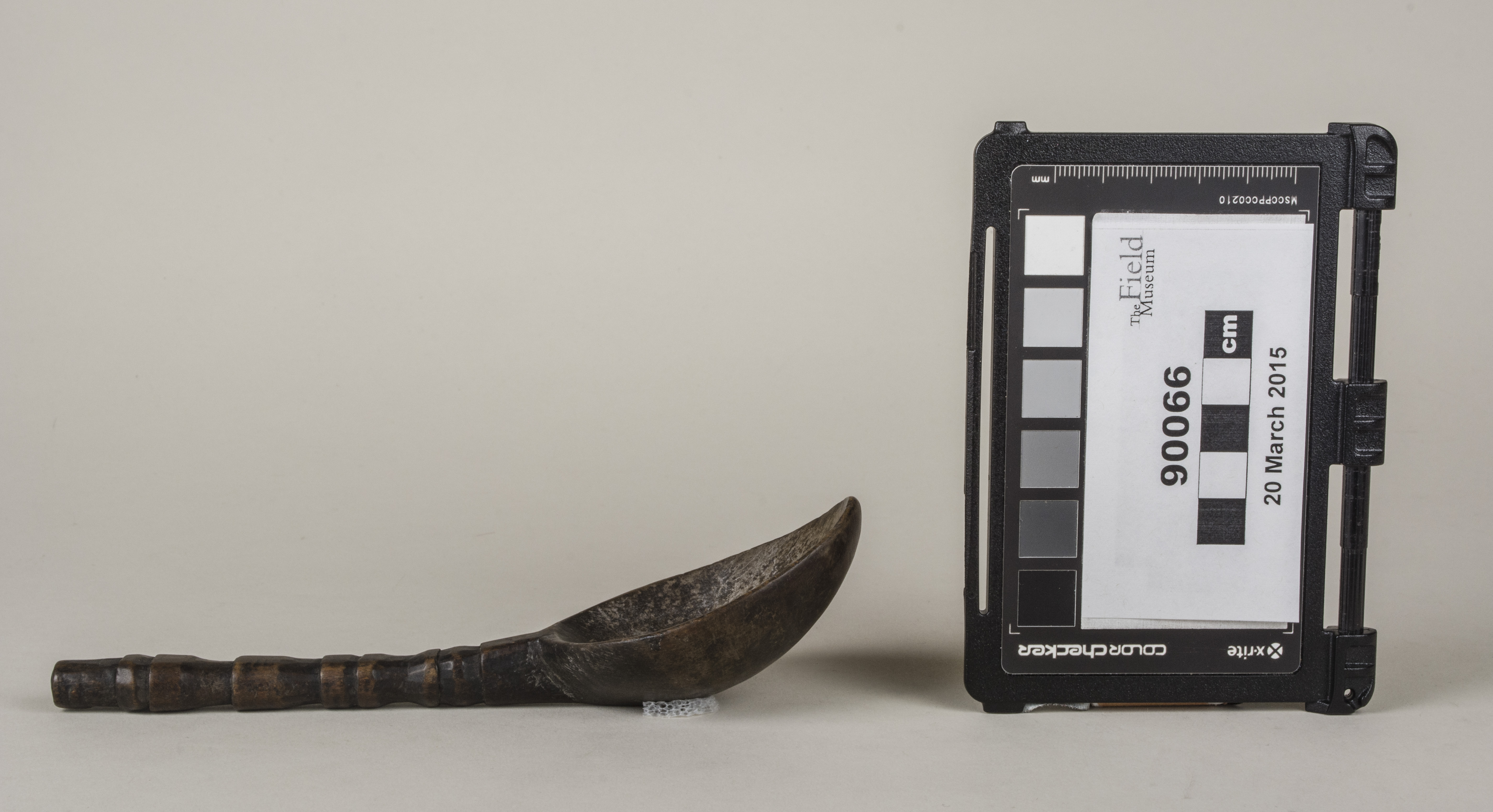 Side view (c) Field Museum of Natural History - CC BY-NC 4.0