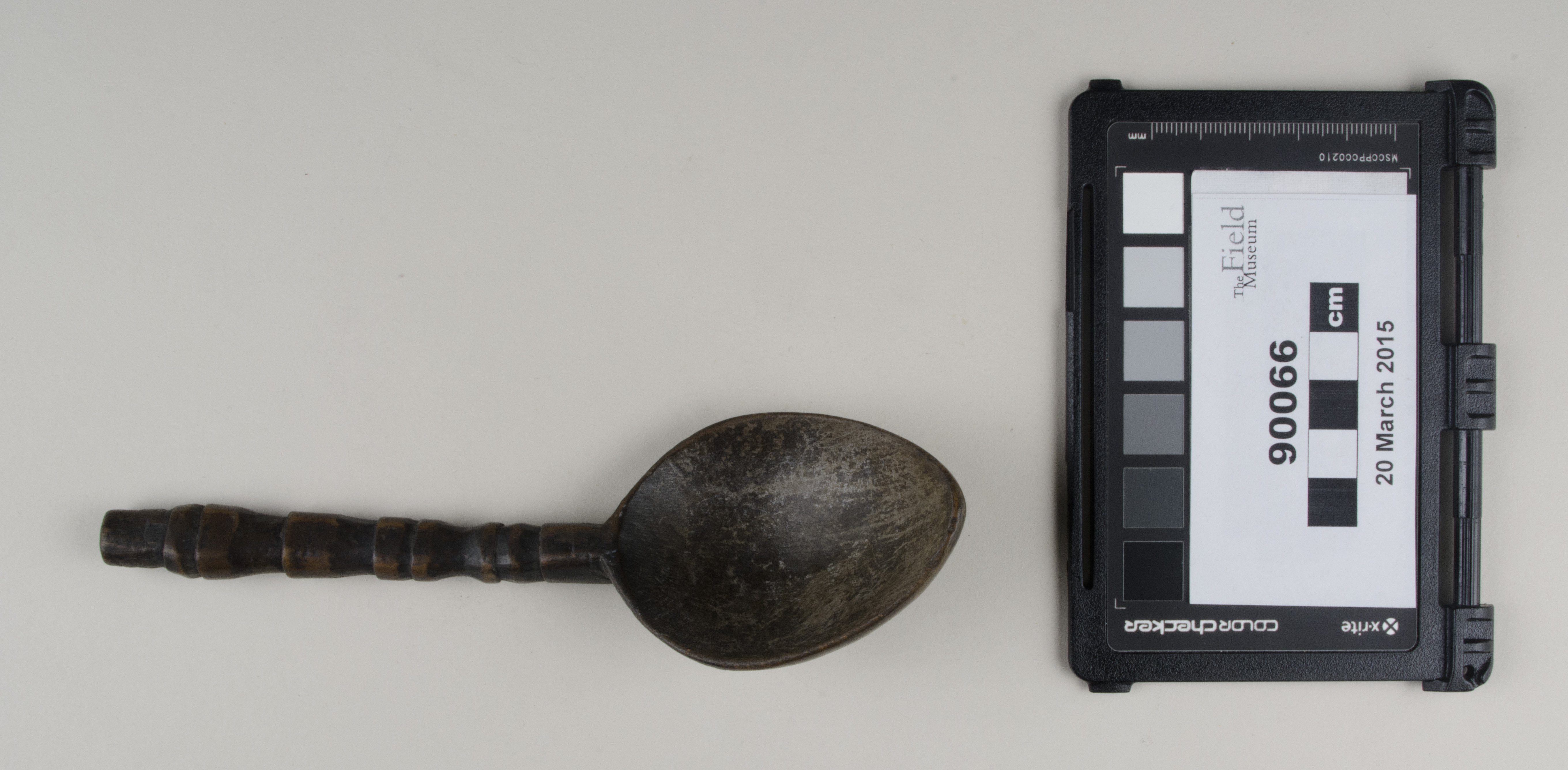 Top view (c) Field Museum of Natural History - CC BY-NC 4.0