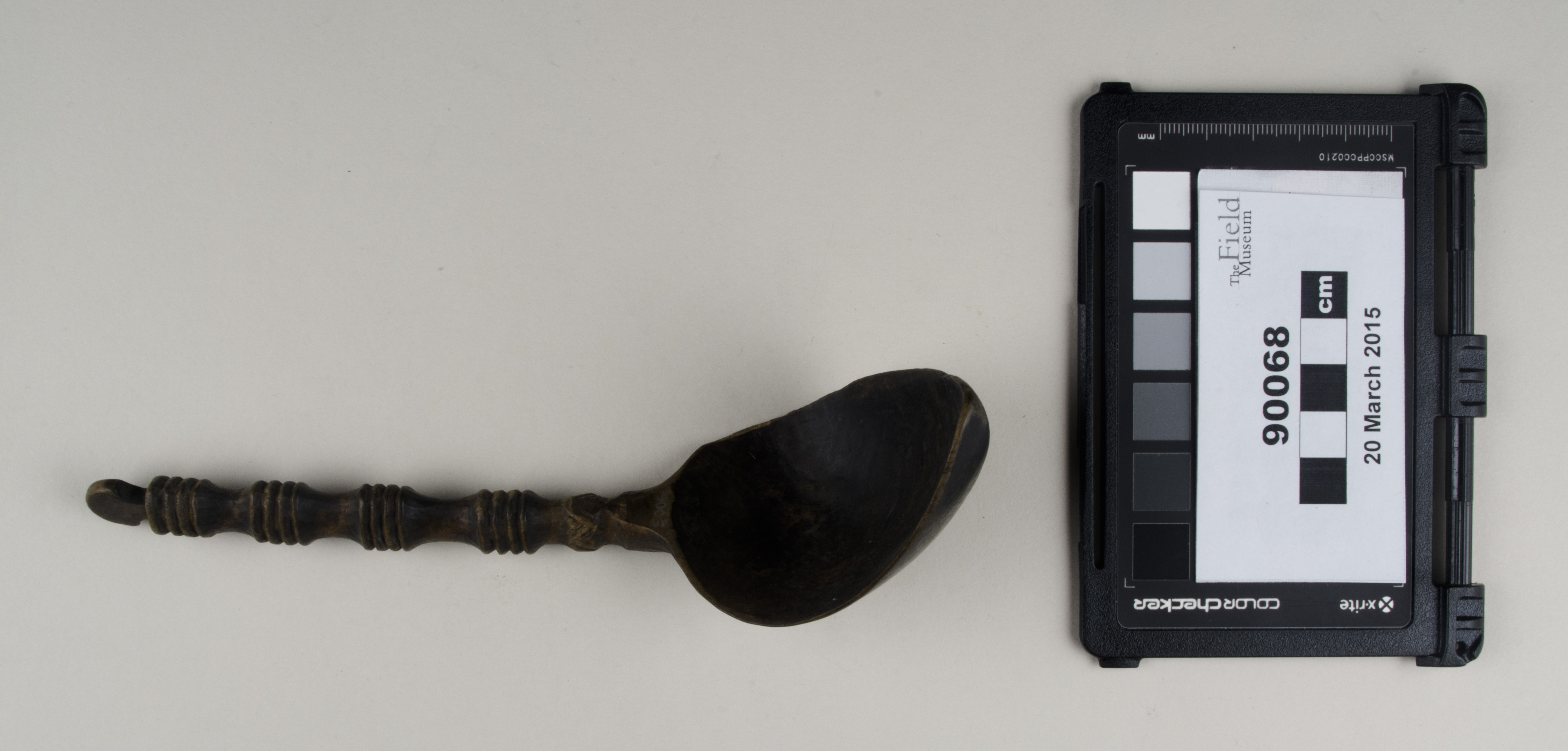 Top view (c) Field Museum of Natural History - CC BY-NC 4.0