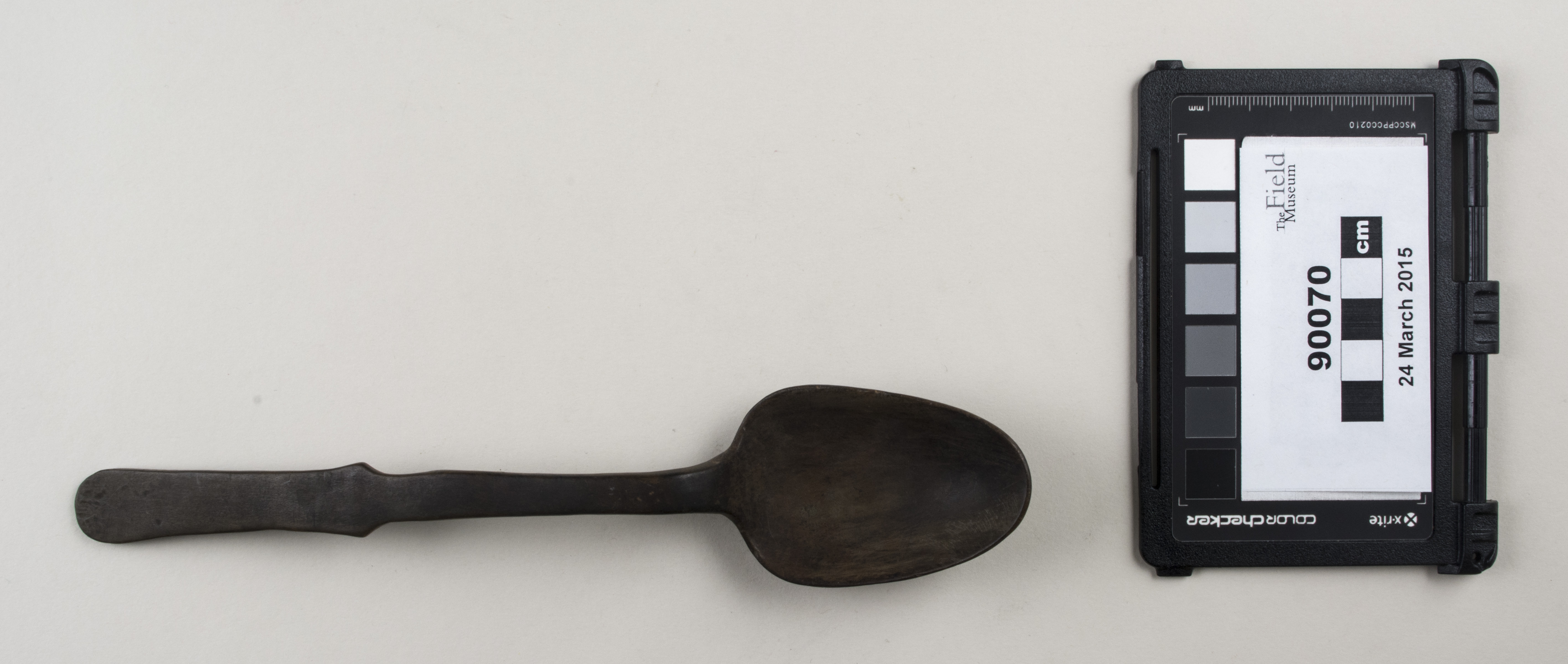 Top view (c) Field Museum of Natural History - CC BY-NC 4.0