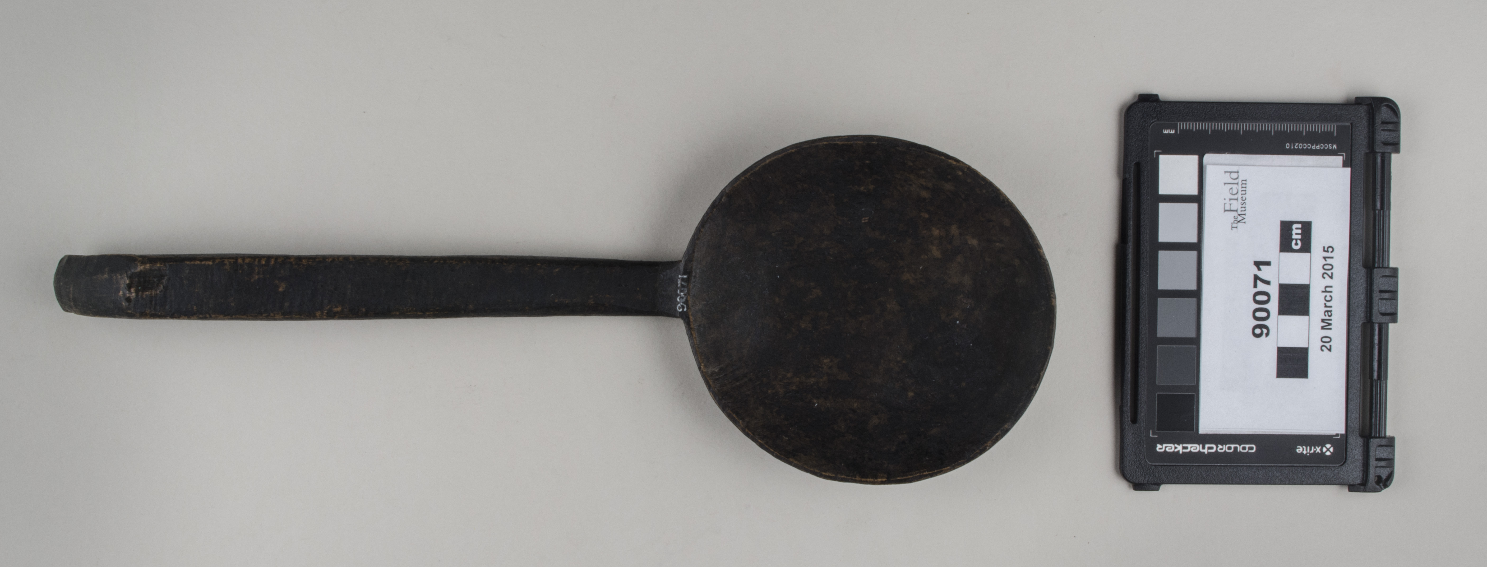 Top view (c) Field Museum of Natural History - CC BY-NC 4.0