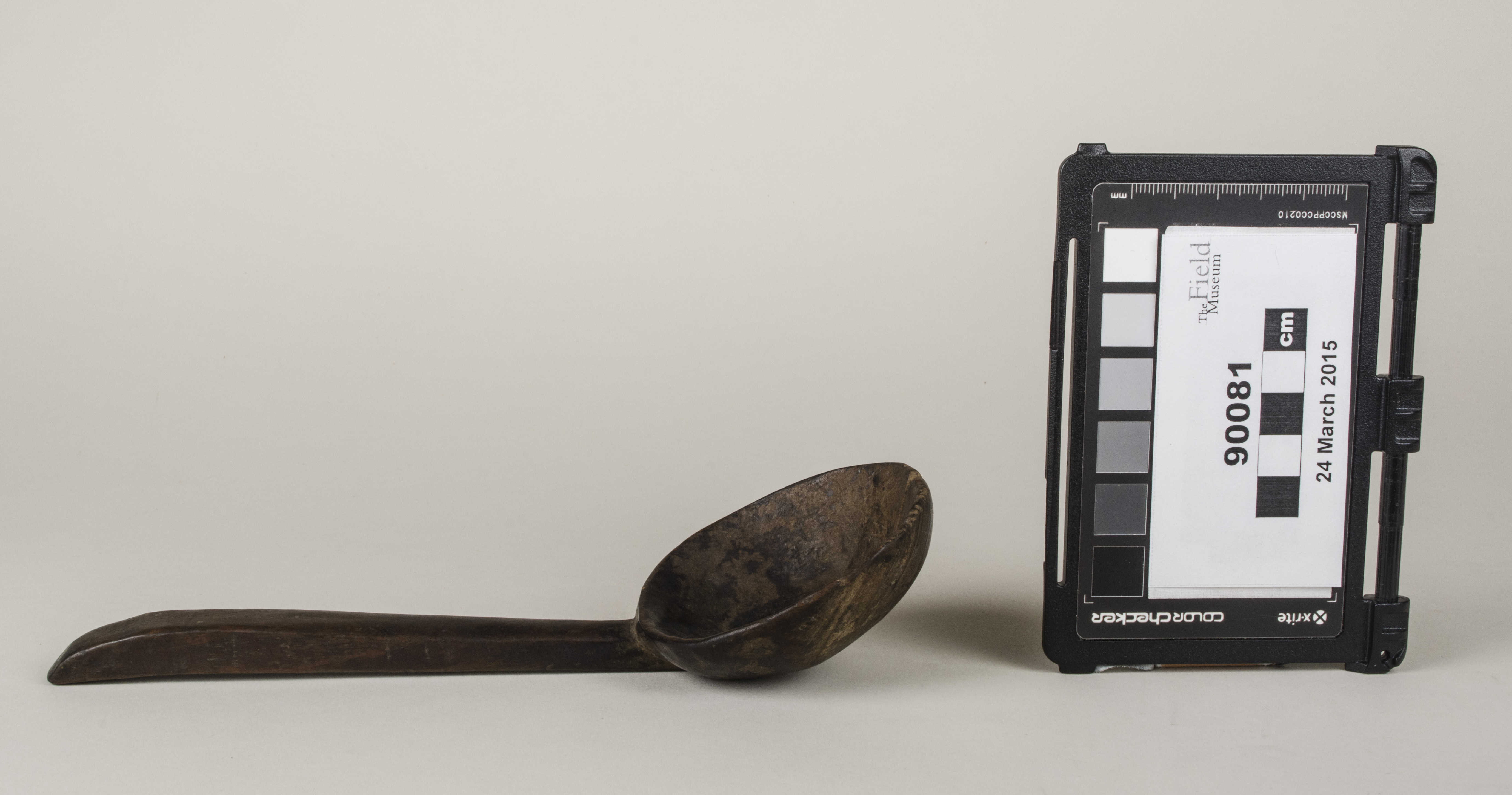 Side view (c) Field Museum of Natural History - CC BY-NC 4.0