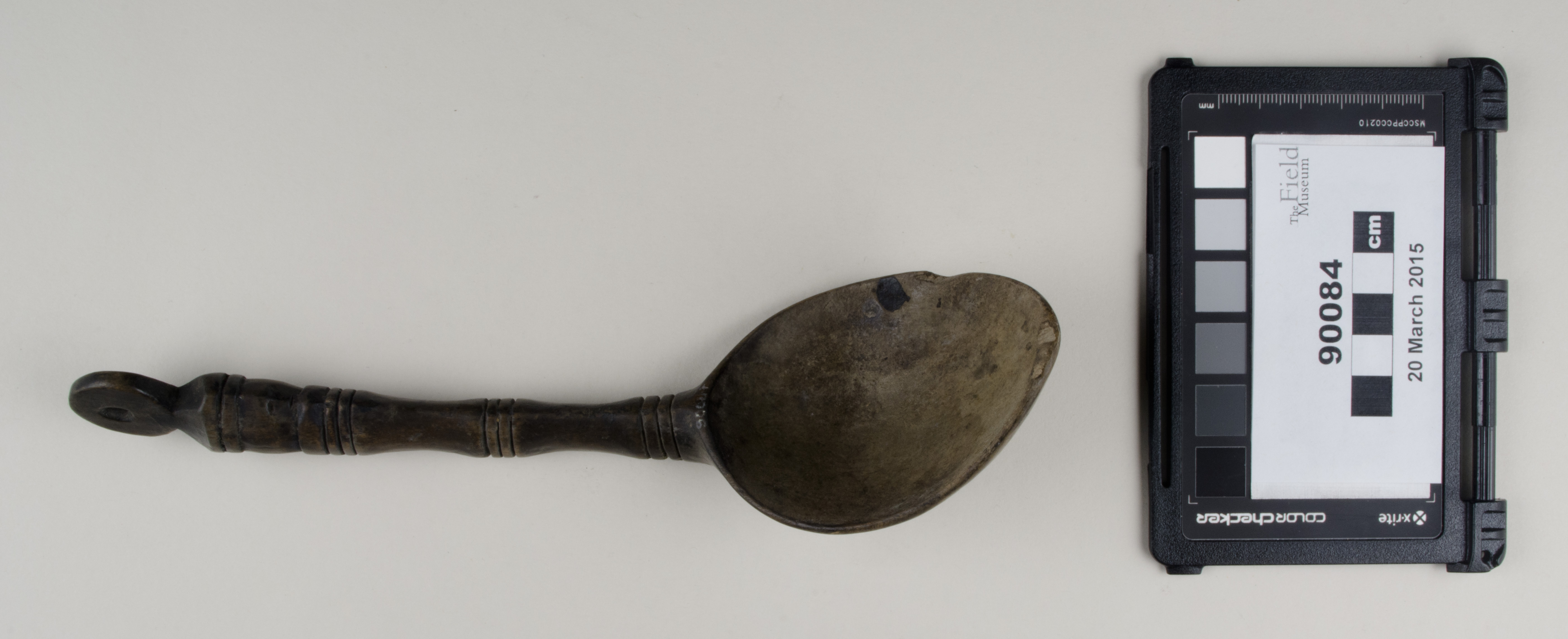 Top view (c) Field Museum of Natural History - CC BY-NC 4.0