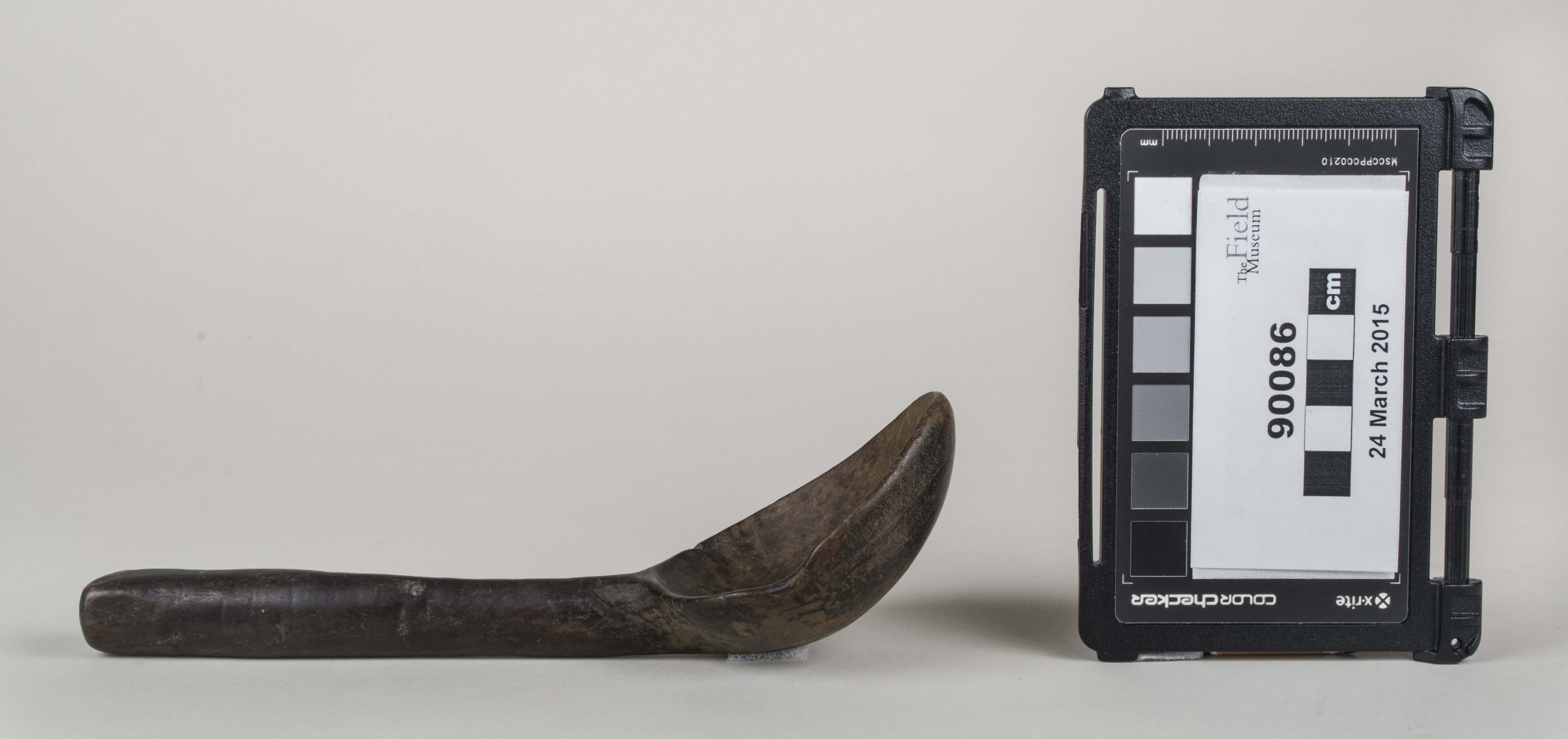 Side view (c) Field Museum of Natural History - CC BY-NC 4.0