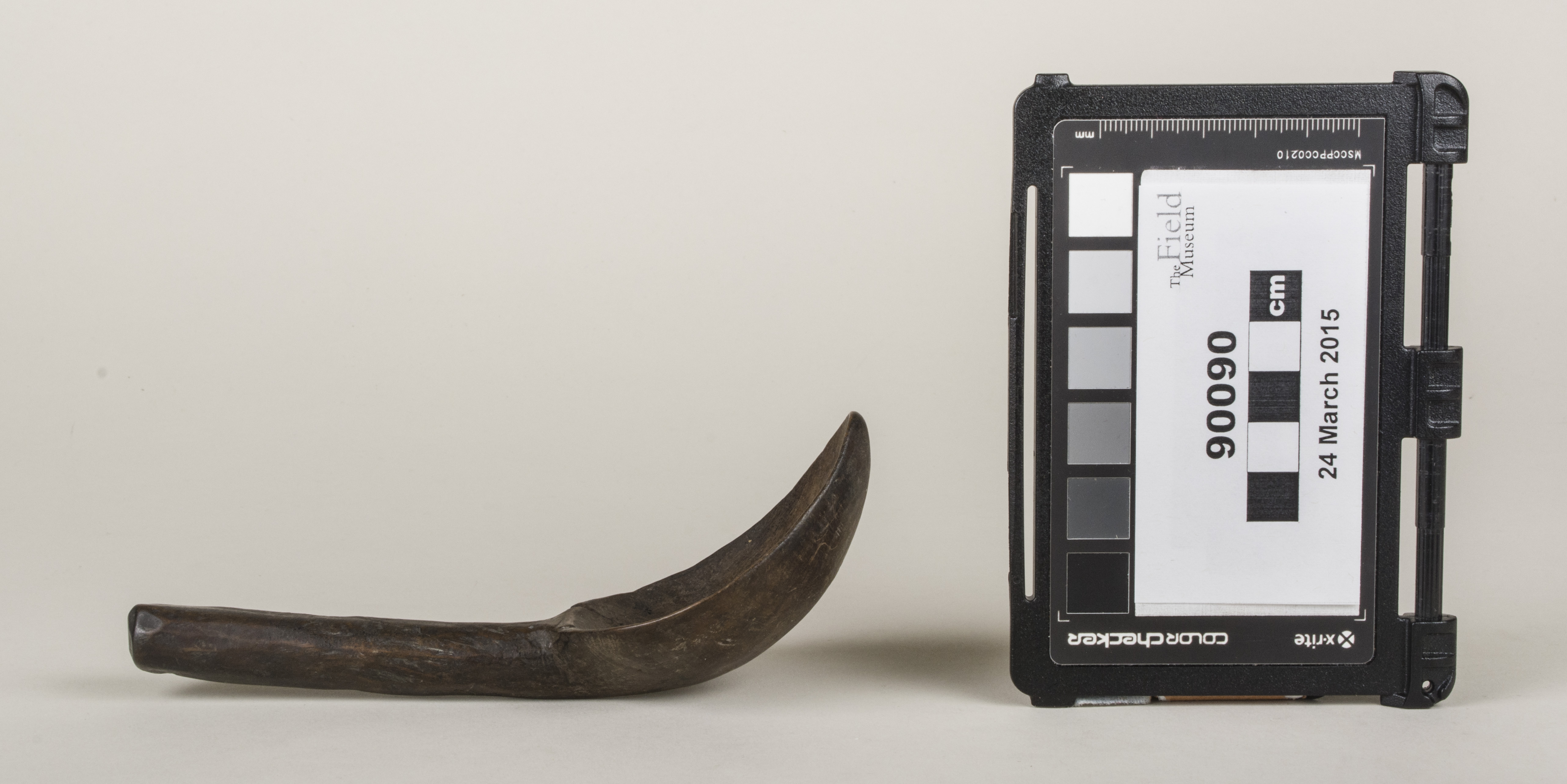 Side view (c) Field Museum of Natural History - CC BY-NC 4.0