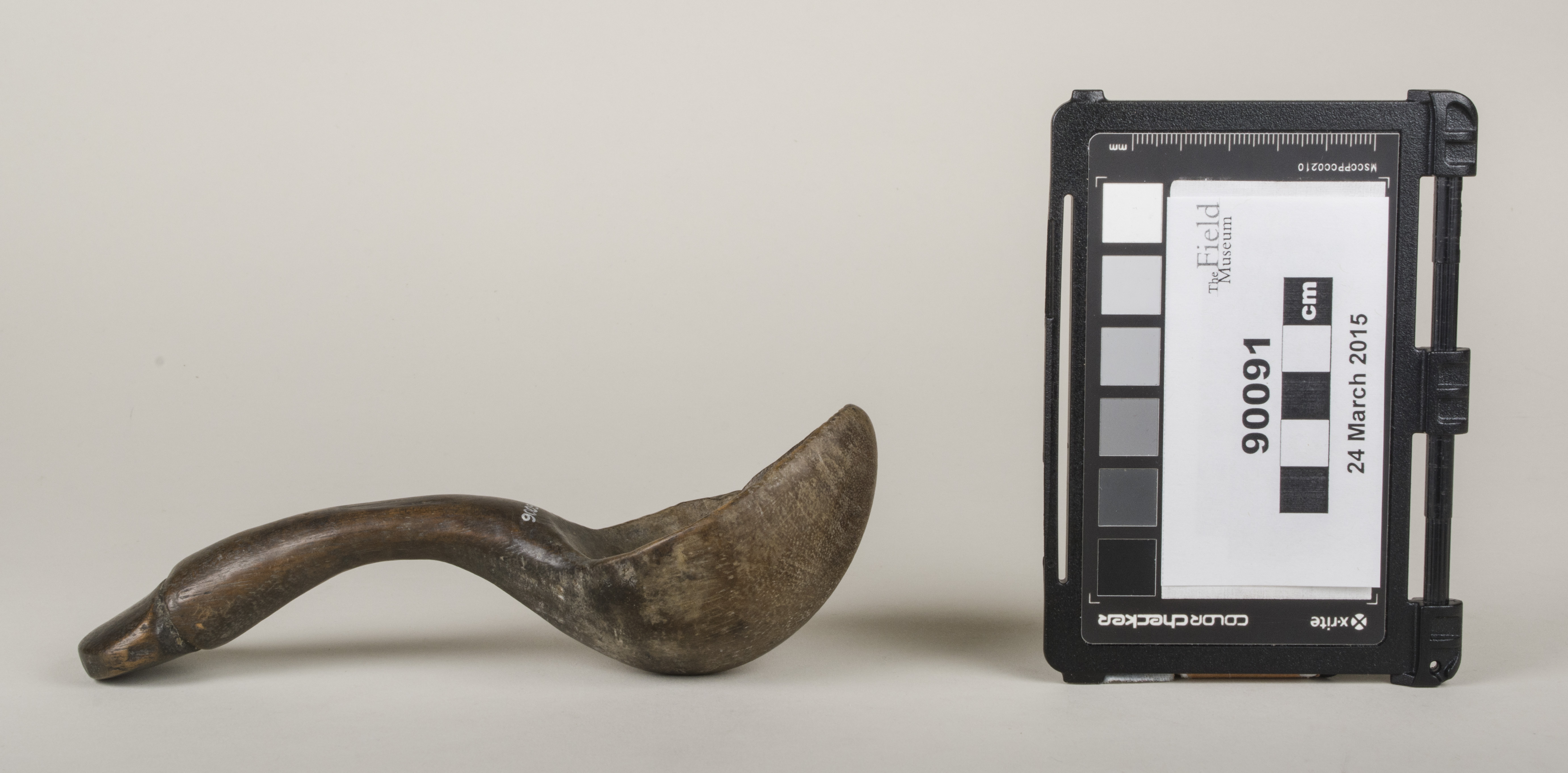 Side view (c) Field Museum of Natural History - CC BY-NC 4.0