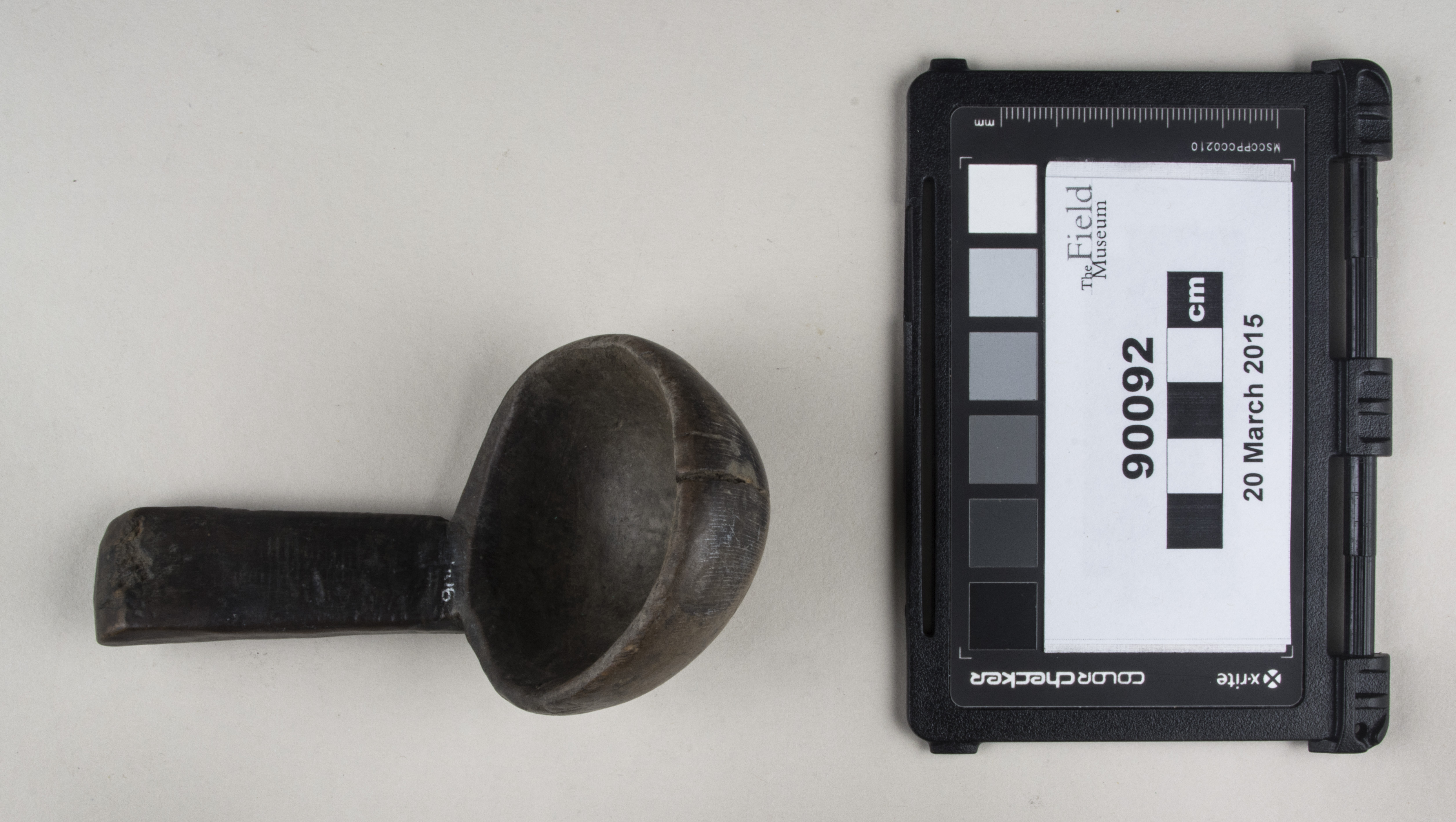 Top view (c) Field Museum of Natural History - CC BY-NC 4.0