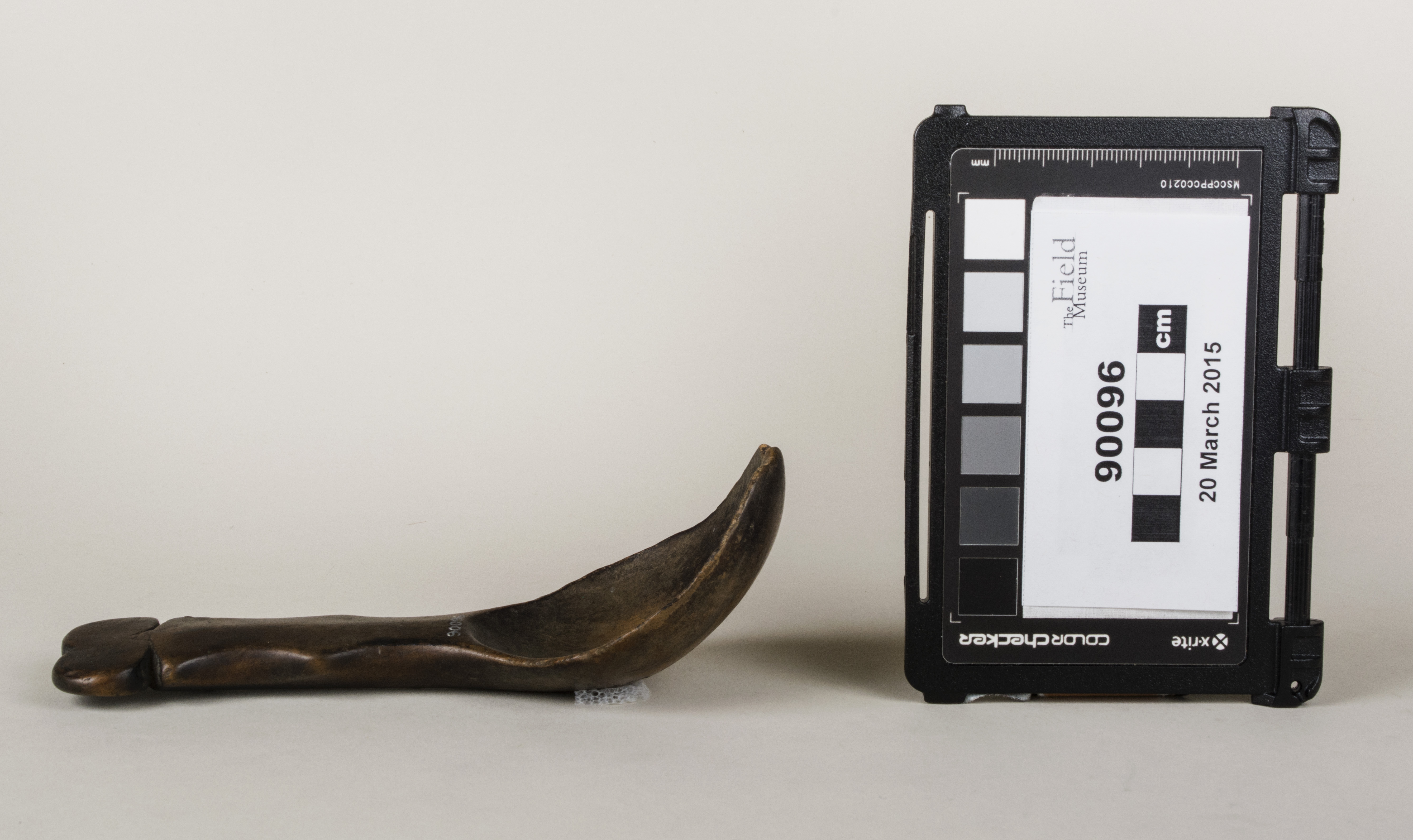 Side view (c) Field Museum of Natural History - CC BY-NC 4.0