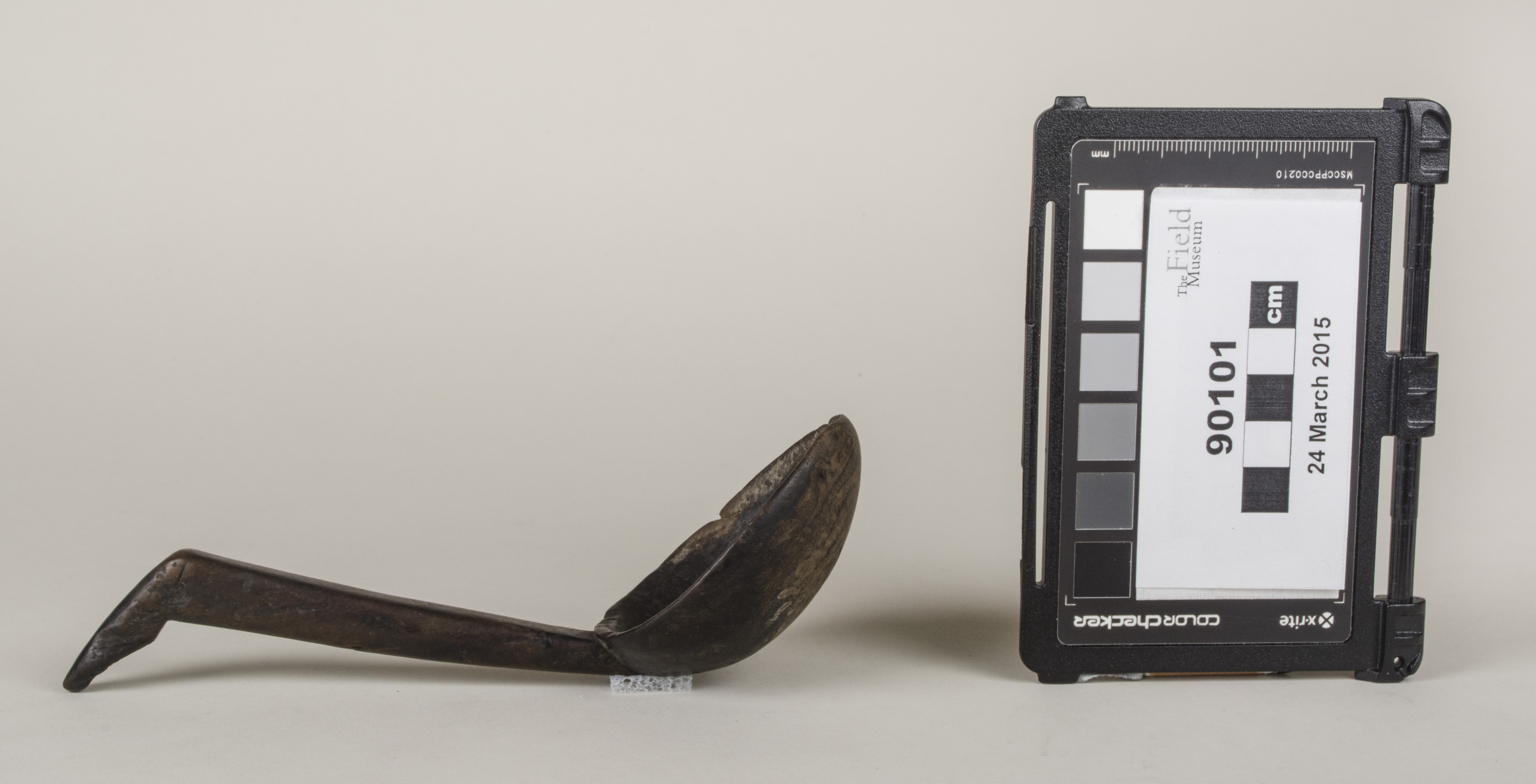 Side view (c) Field Museum of Natural History - CC BY-NC 4.0