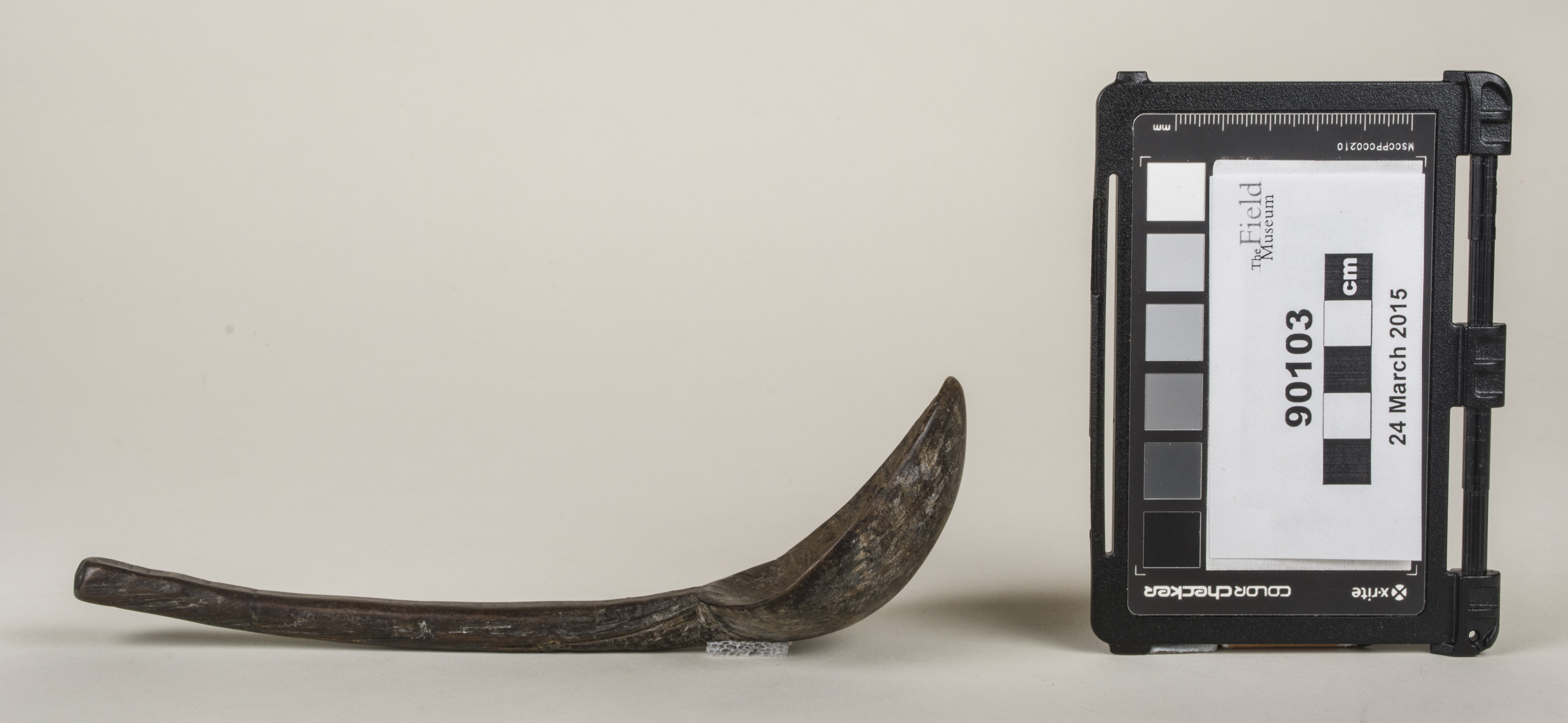 Side view (c) Field Museum of Natural History - CC BY-NC 4.0